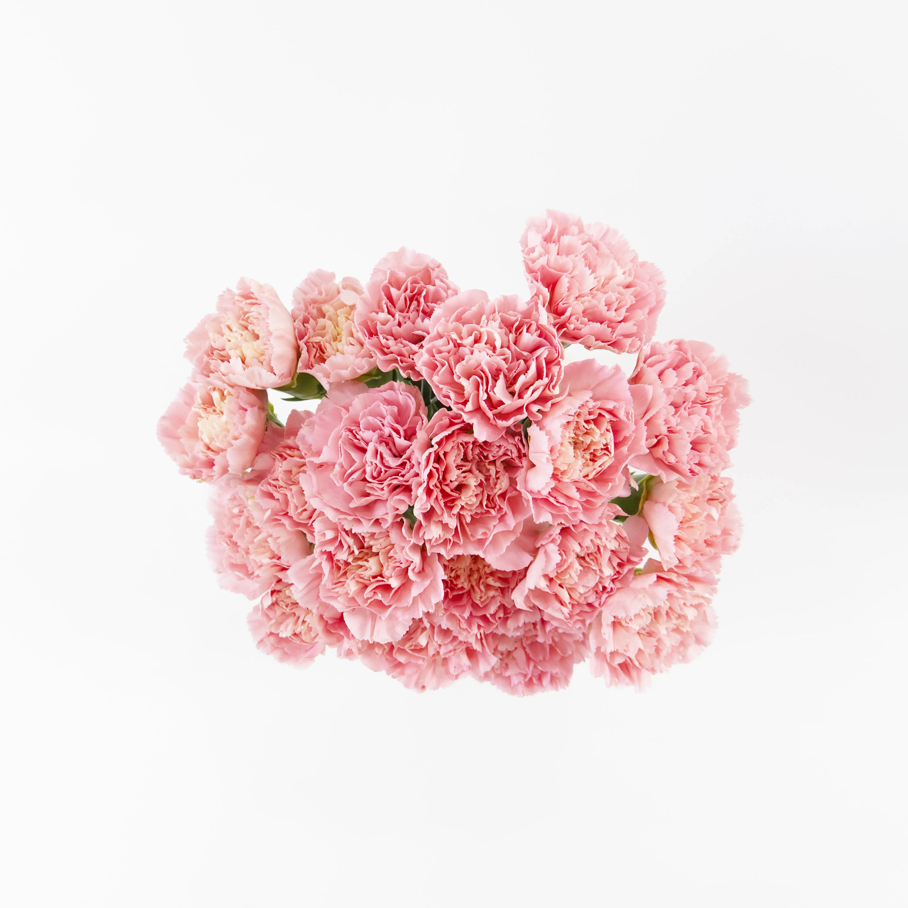 A wholesale bundle of ten fresh imported China Soft Pink carnations packaged for delivery by a Malaysian flower supplier.
