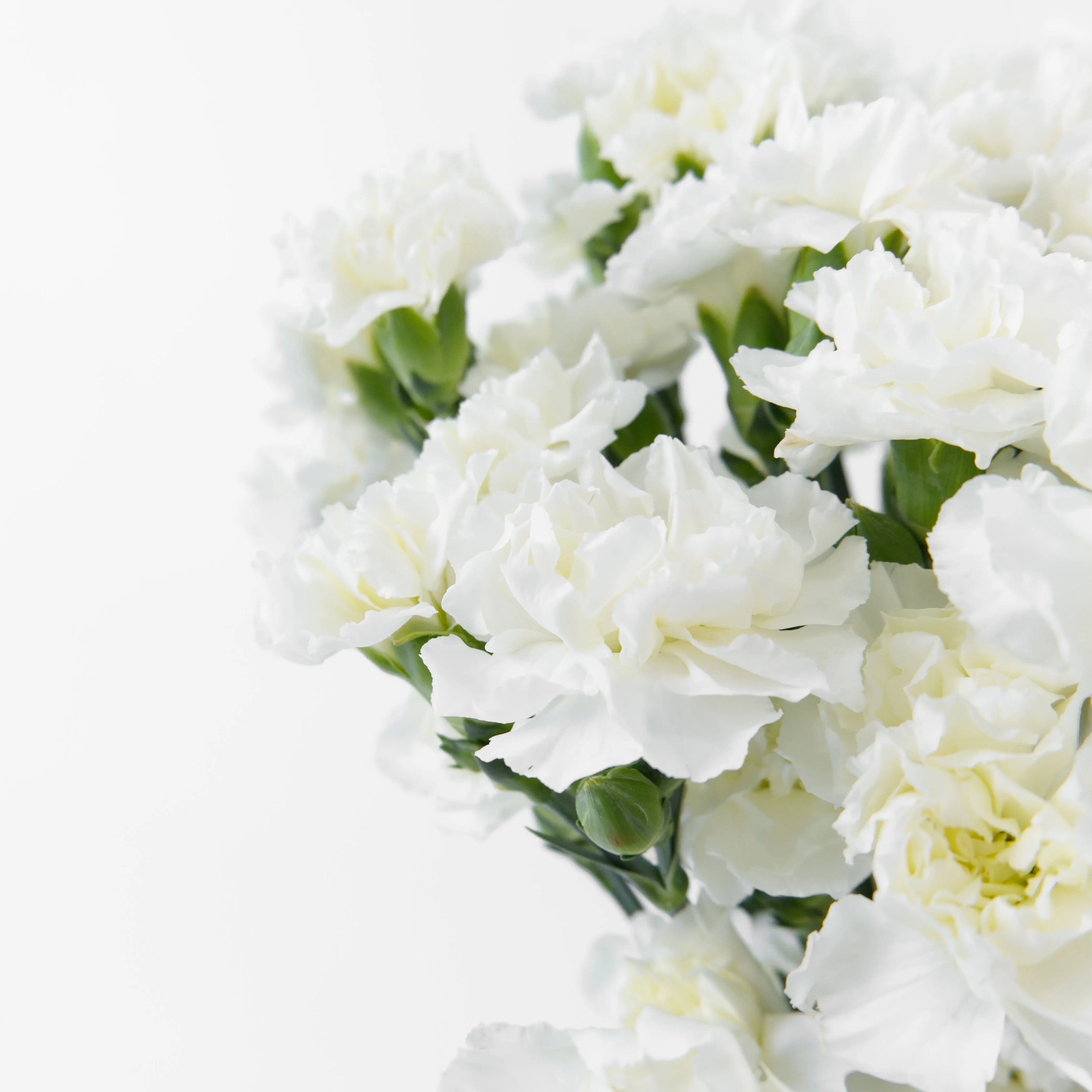 Close-up of multiple clean white mini carnation blooms on a spray stem.