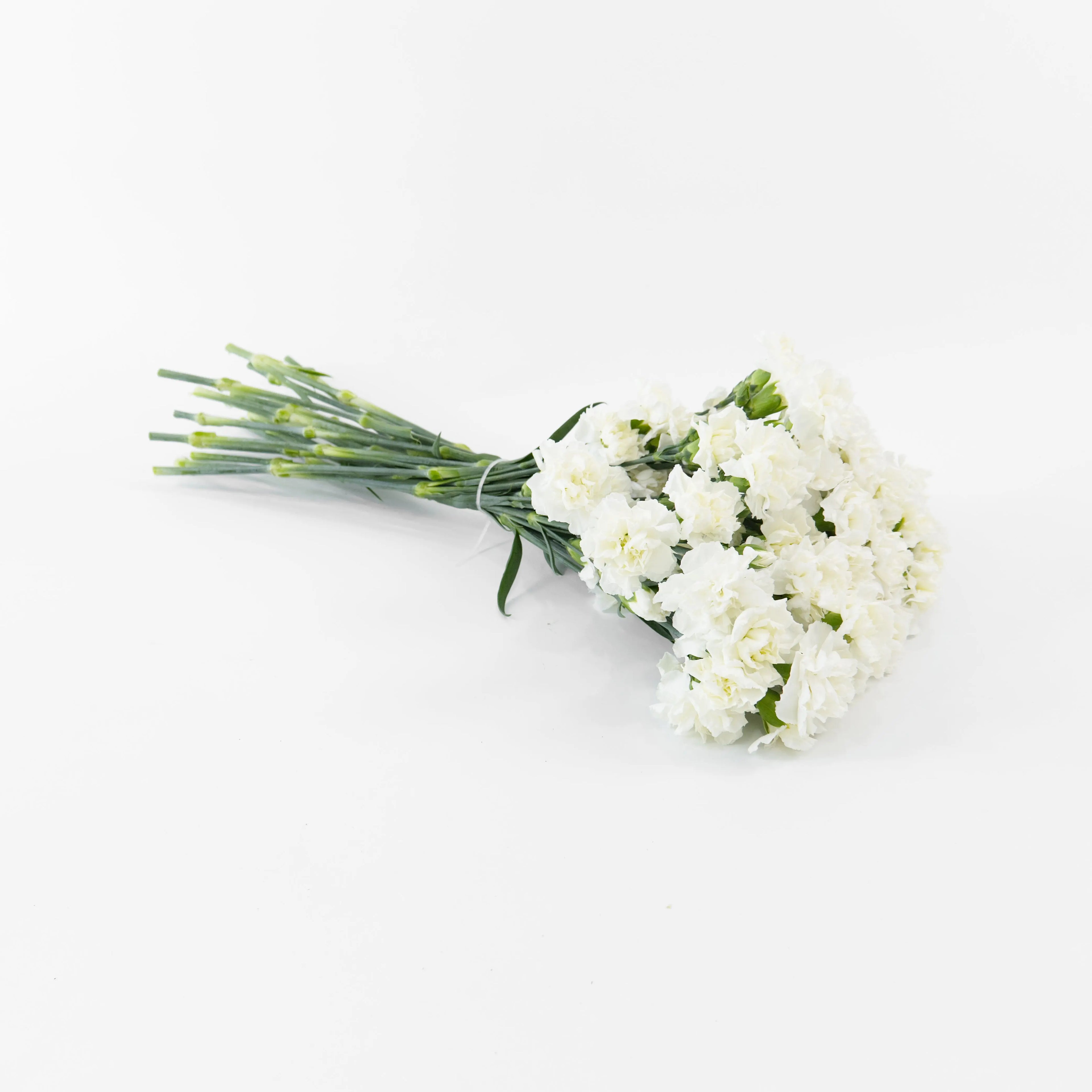 A wholesale bundle of fresh White spray carnations packaged for delivery by a Malaysian flower supplier.