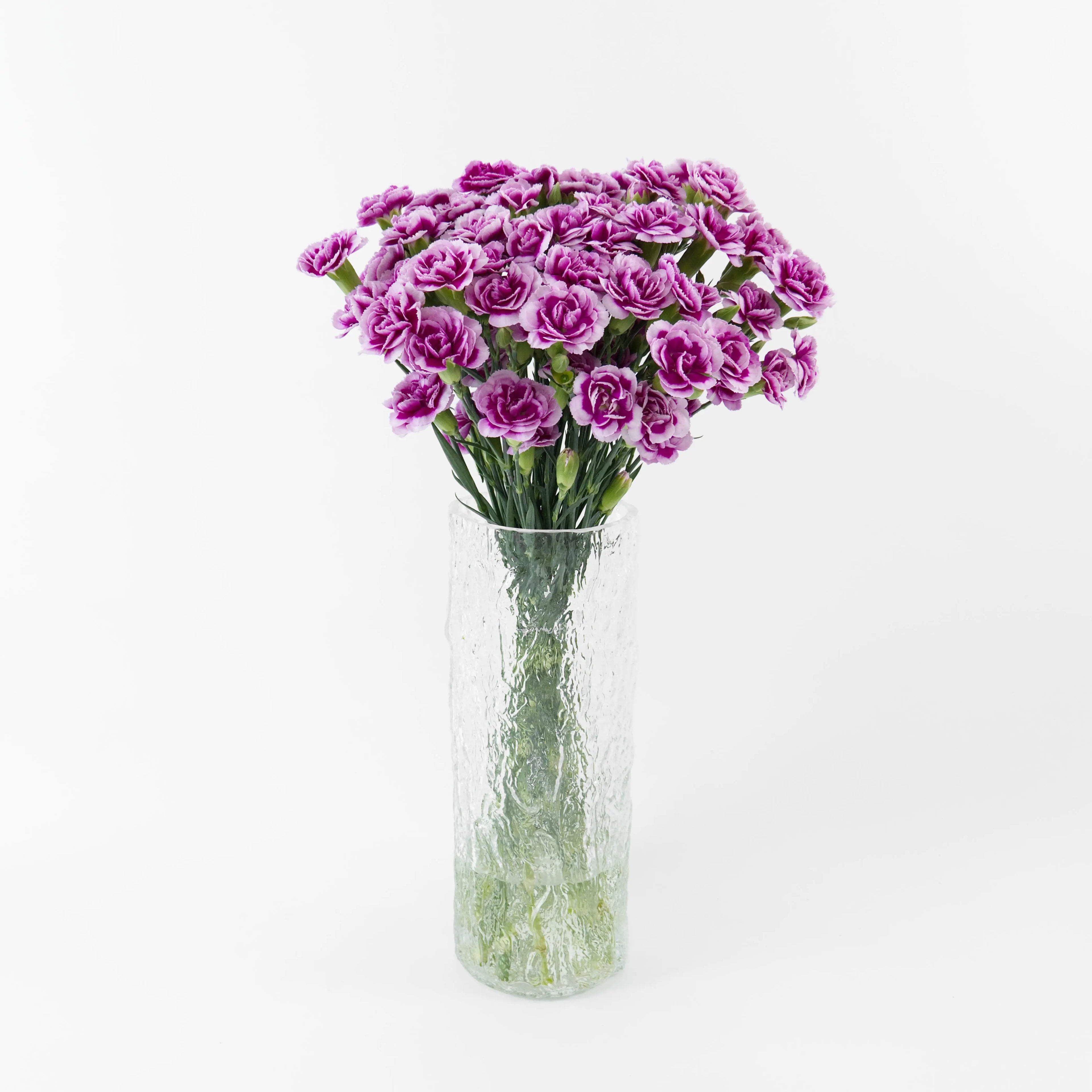 Bundles of Purple White spray carnations in clean water buckets inside a floral cold storage room in Kuala Lumpur.
