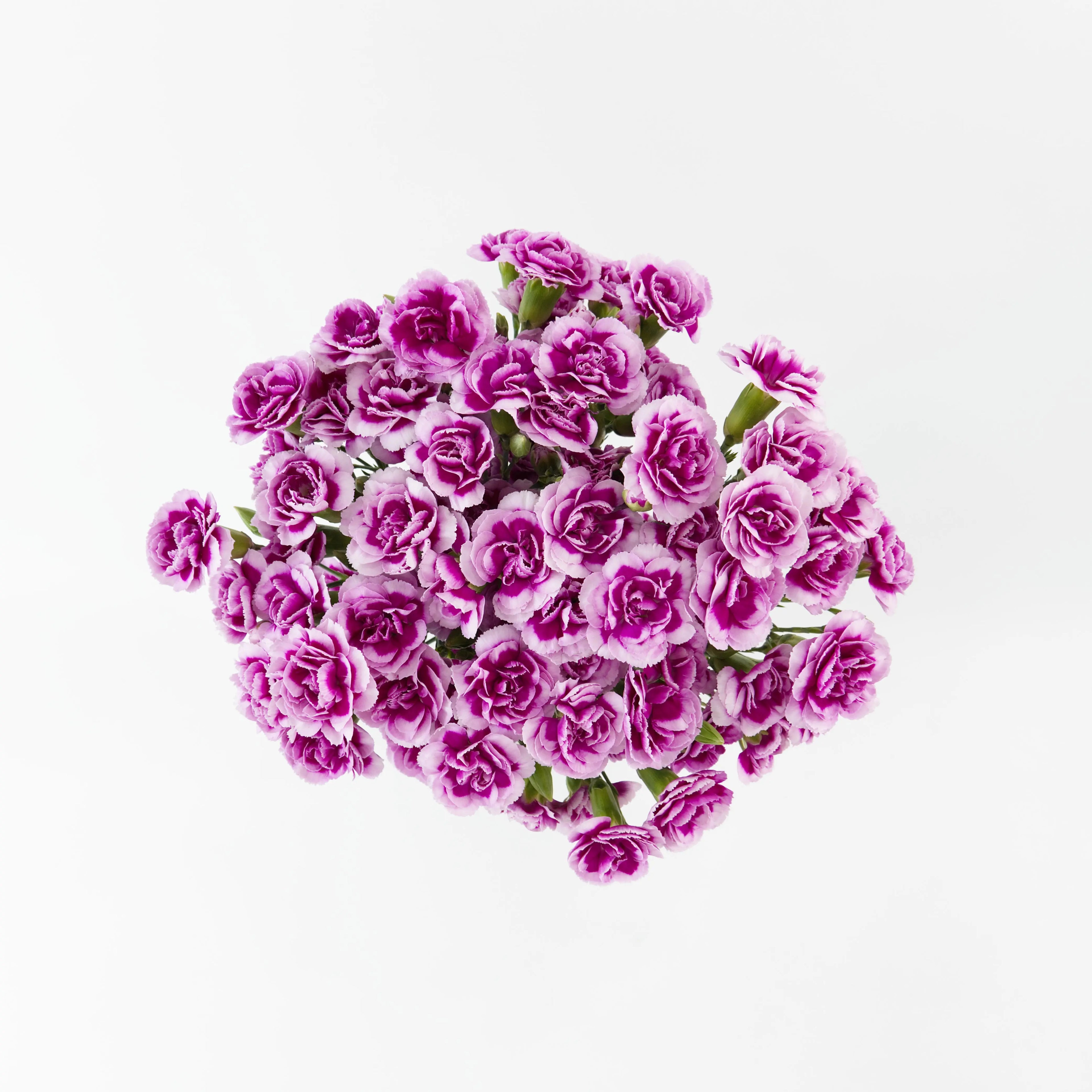 Close-up of multiple bicolor purple and white mini carnation blooms on a spray stem.