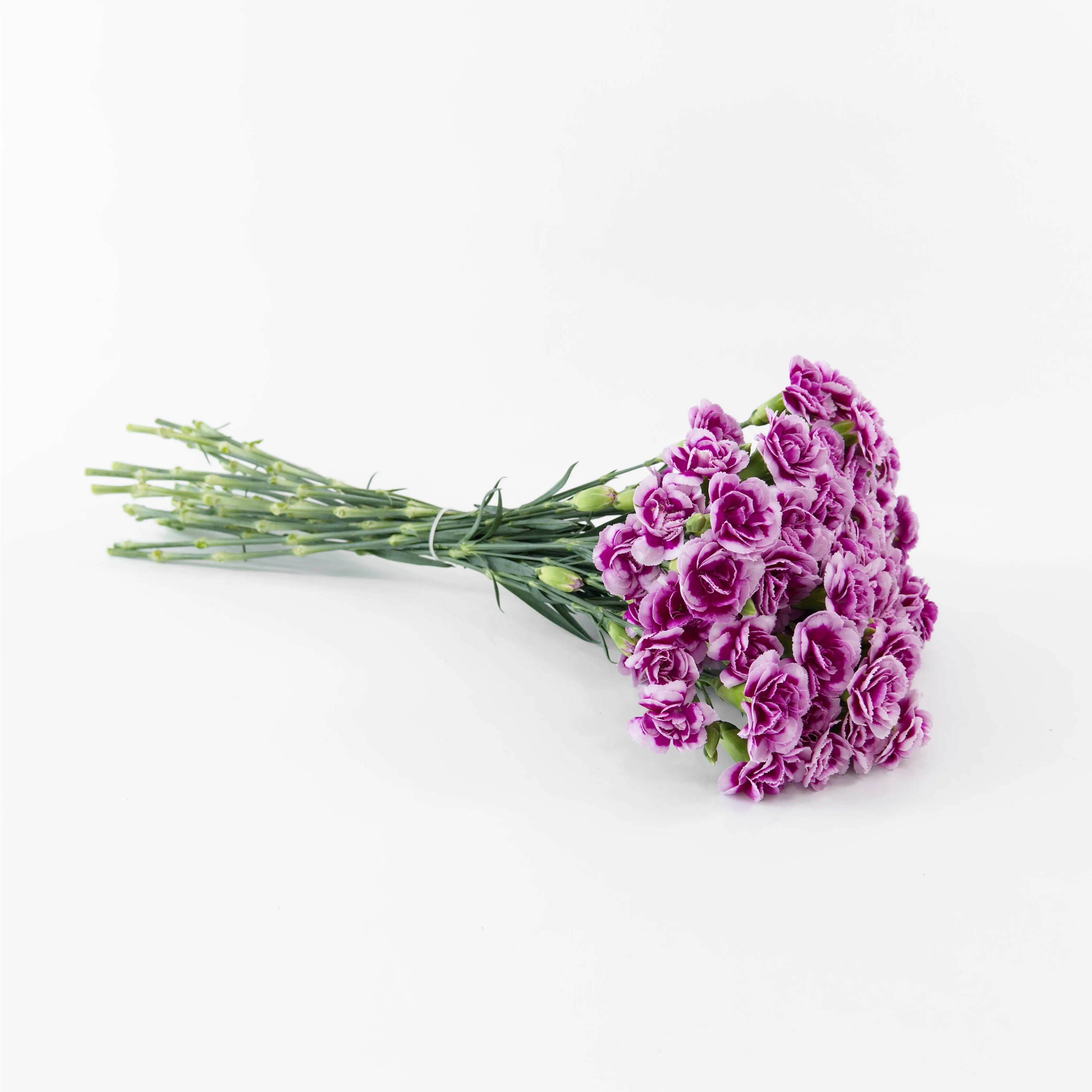A wholesale bundle of fresh Purple White spray carnations packaged for delivery by a Malaysian flower supplier.