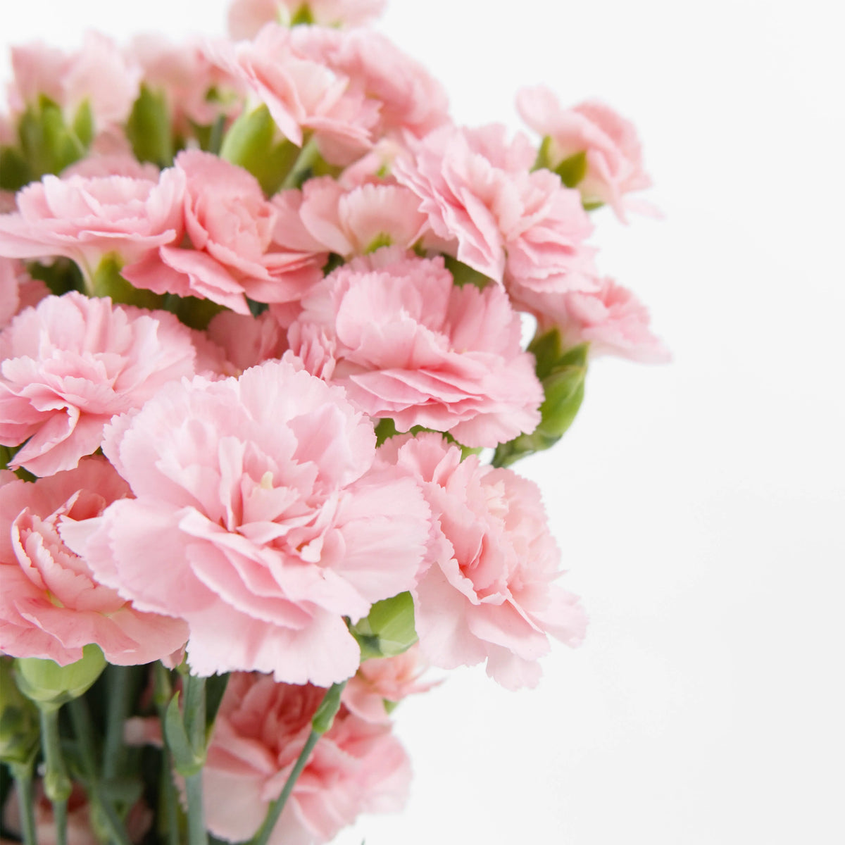 Close-up of multiple gentle soft pink mini carnation blooms on a spray stem.