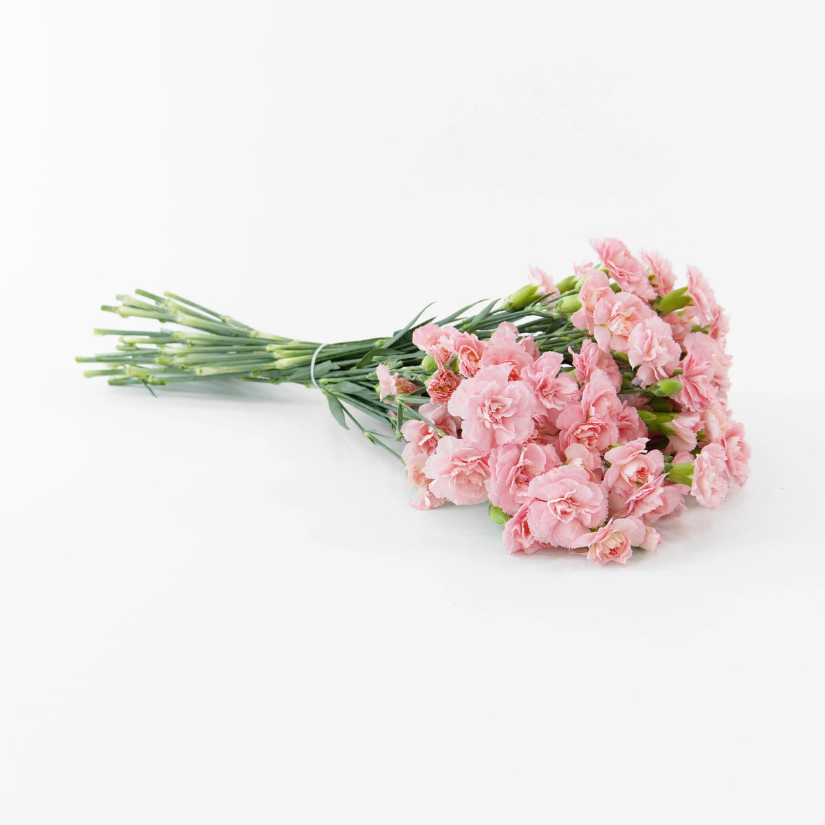 A wholesale bundle of fresh Soft Pink spray carnations packaged for delivery by a Malaysian flower supplier.
