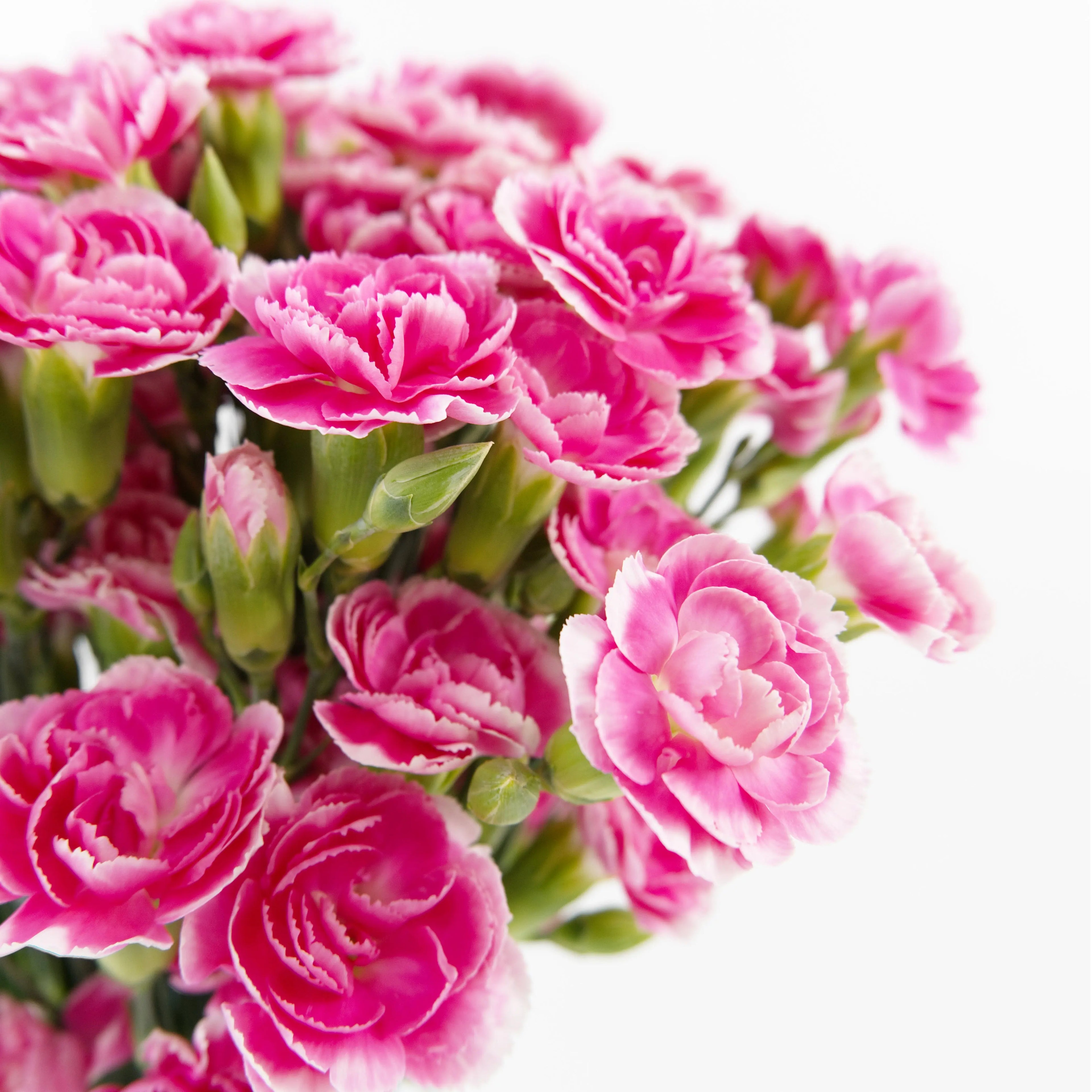 Close-up of multiple bicolor pink and white mini carnation blooms on a spray stem.
