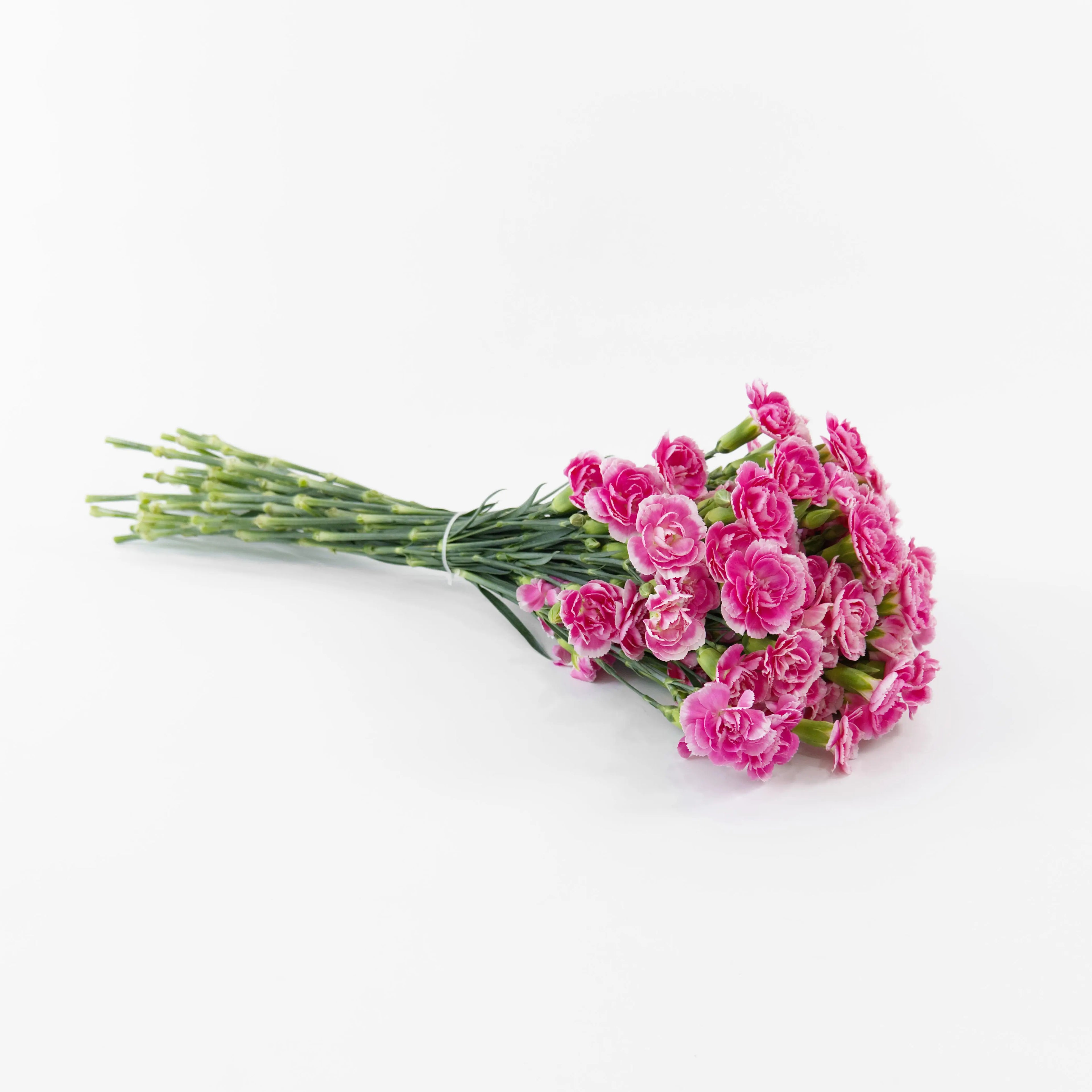 A wholesale bundle of fresh Pink White spray carnations packaged for delivery by a Malaysian flower supplier.