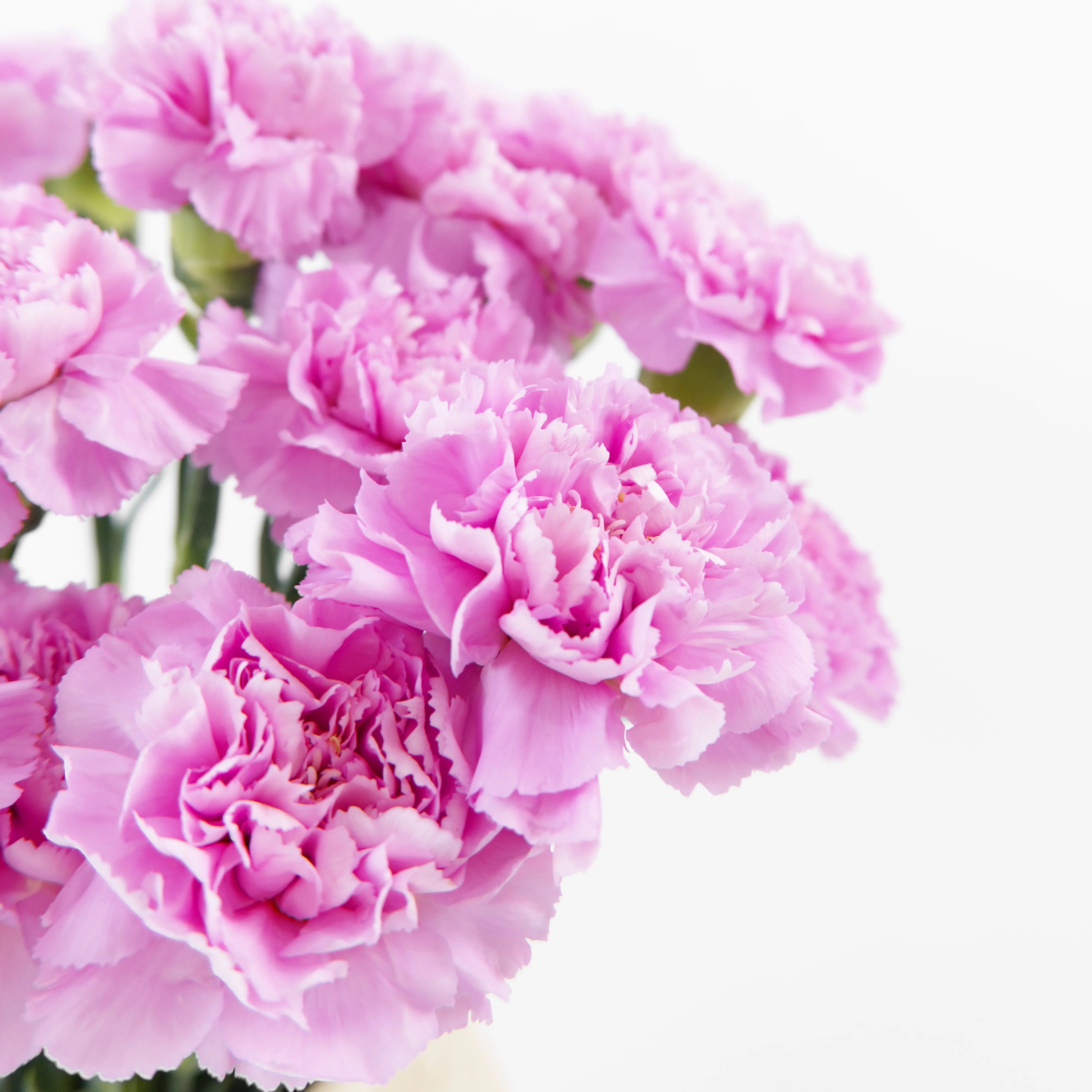 Close-up of a Light Purple carnation bloom showing gentle lavender ruffled petals, sourced from Cameron Highlands.