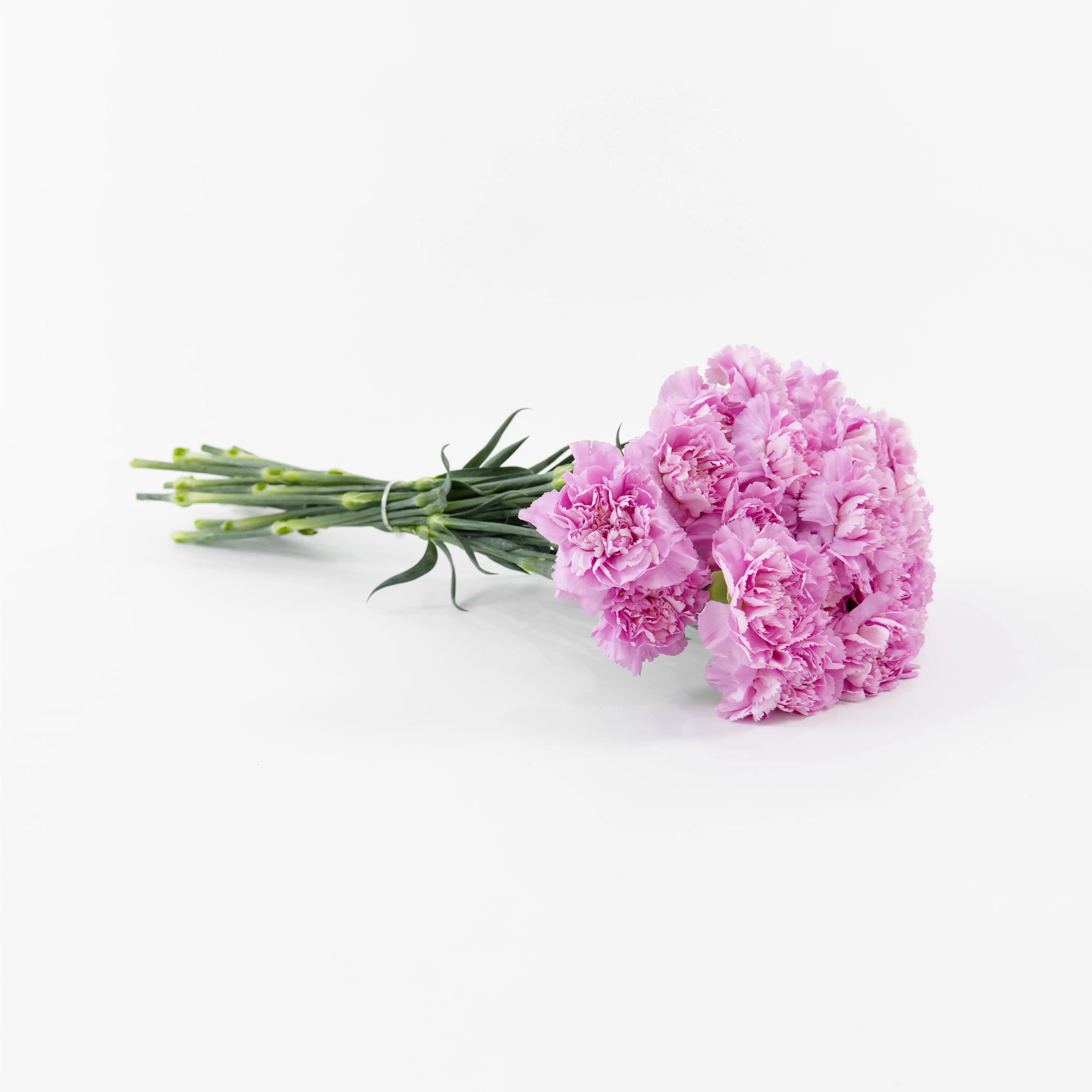A wholesale bundle of ten fresh Light Purple carnations wrapped for shipment by a Malaysian flower supplier.