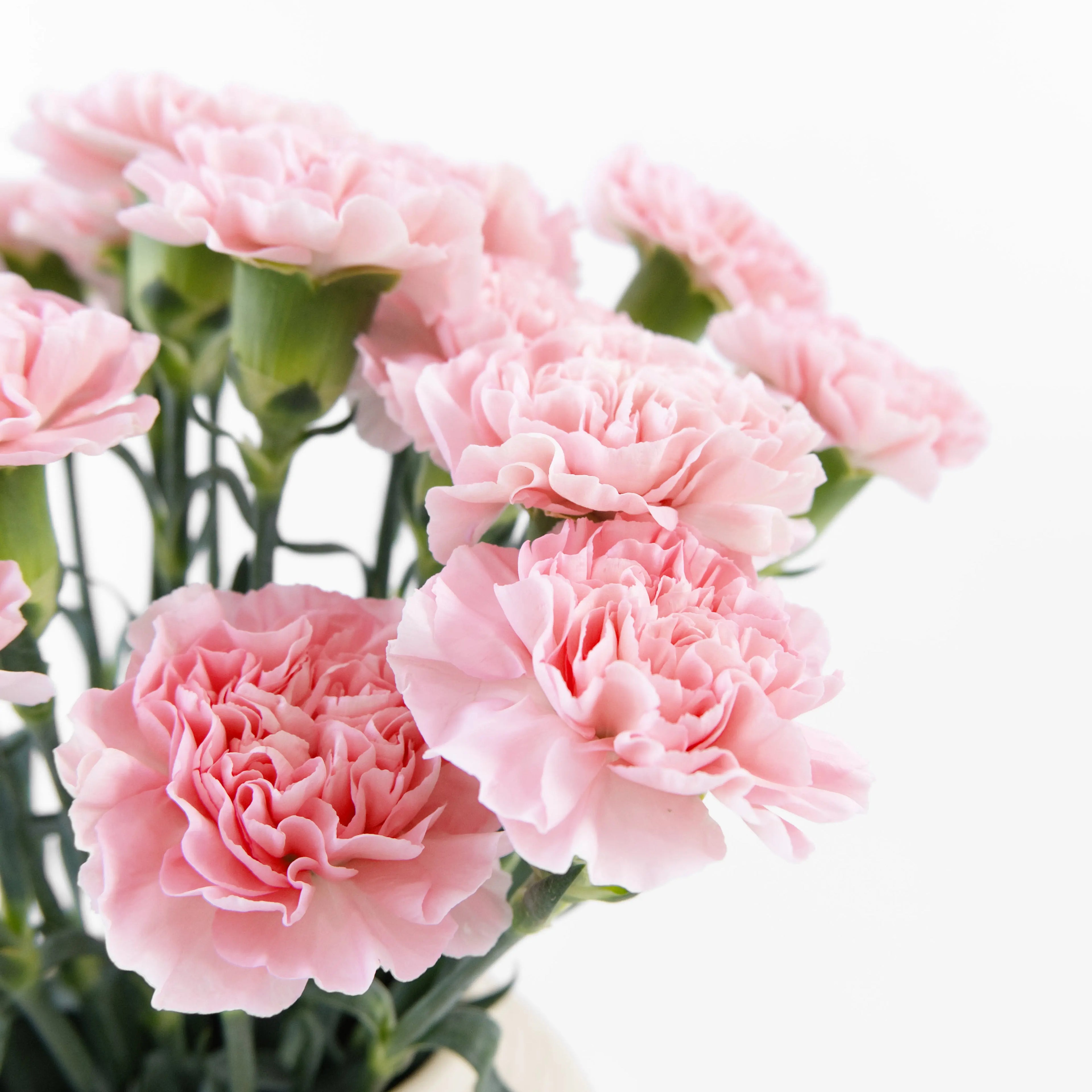 Close-up of a Soft Pink carnation bloom showing gentle ruffled petals, sourced from Cameron Highlands.