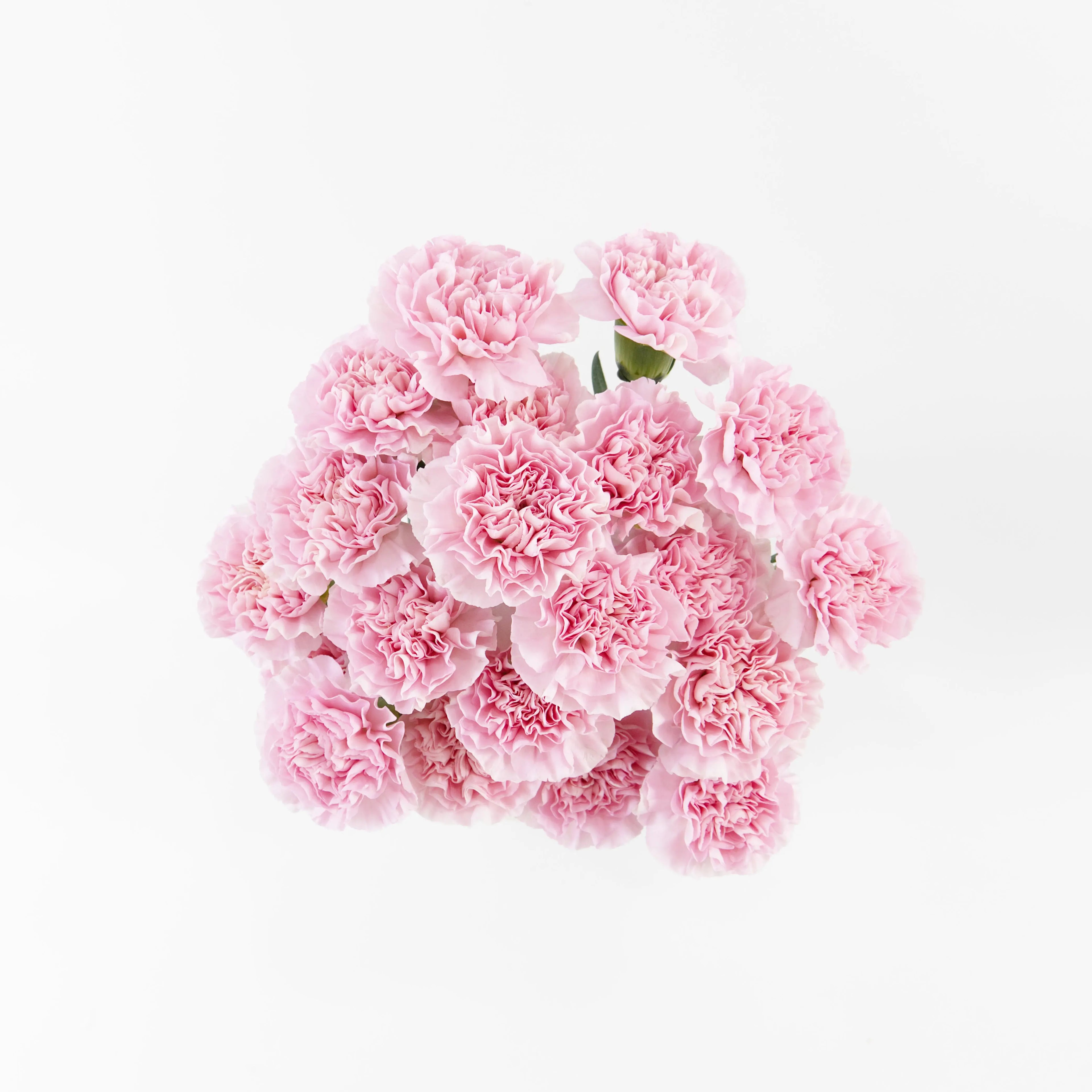 A wholesale bundle of ten fresh Soft Pink carnations packaged for delivery by a Malaysian flower supplier.