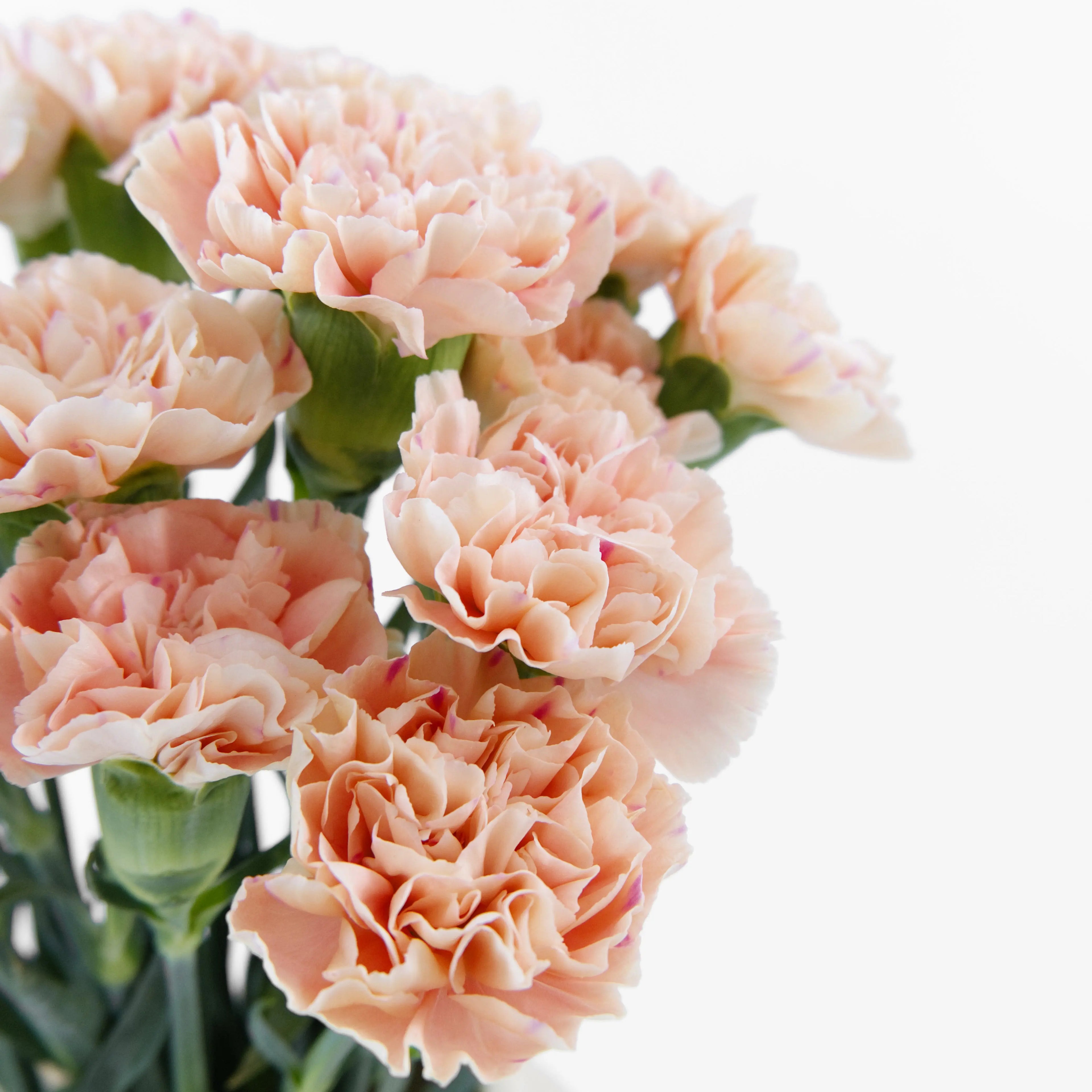 Close-up of a Peach carnation bloom showing warm pastel peach ruffled petals, sourced from Cameron Highlands.