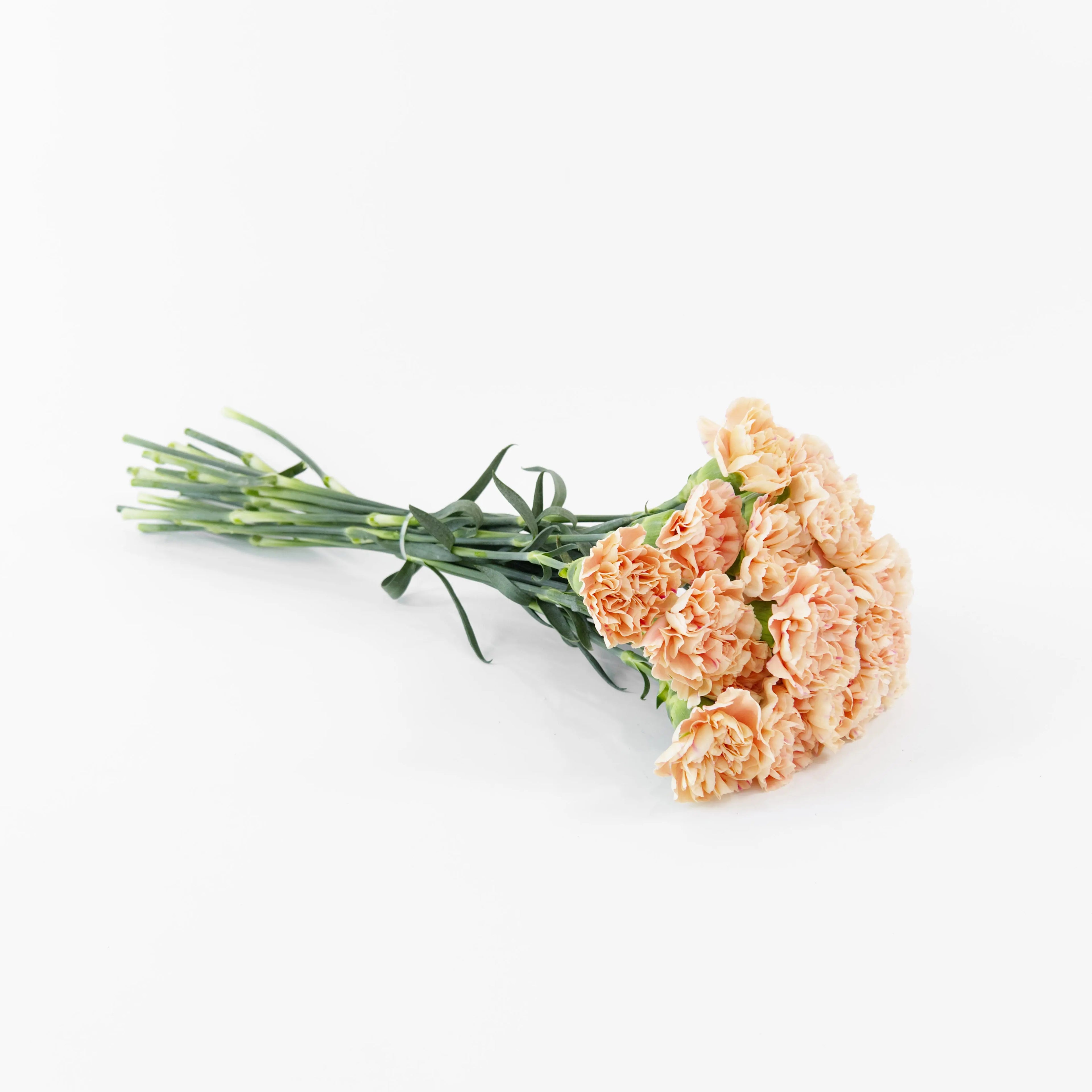 A wholesale bundle of ten fresh Peach carnations wrapped for shipment by a Malaysian flower supplier.