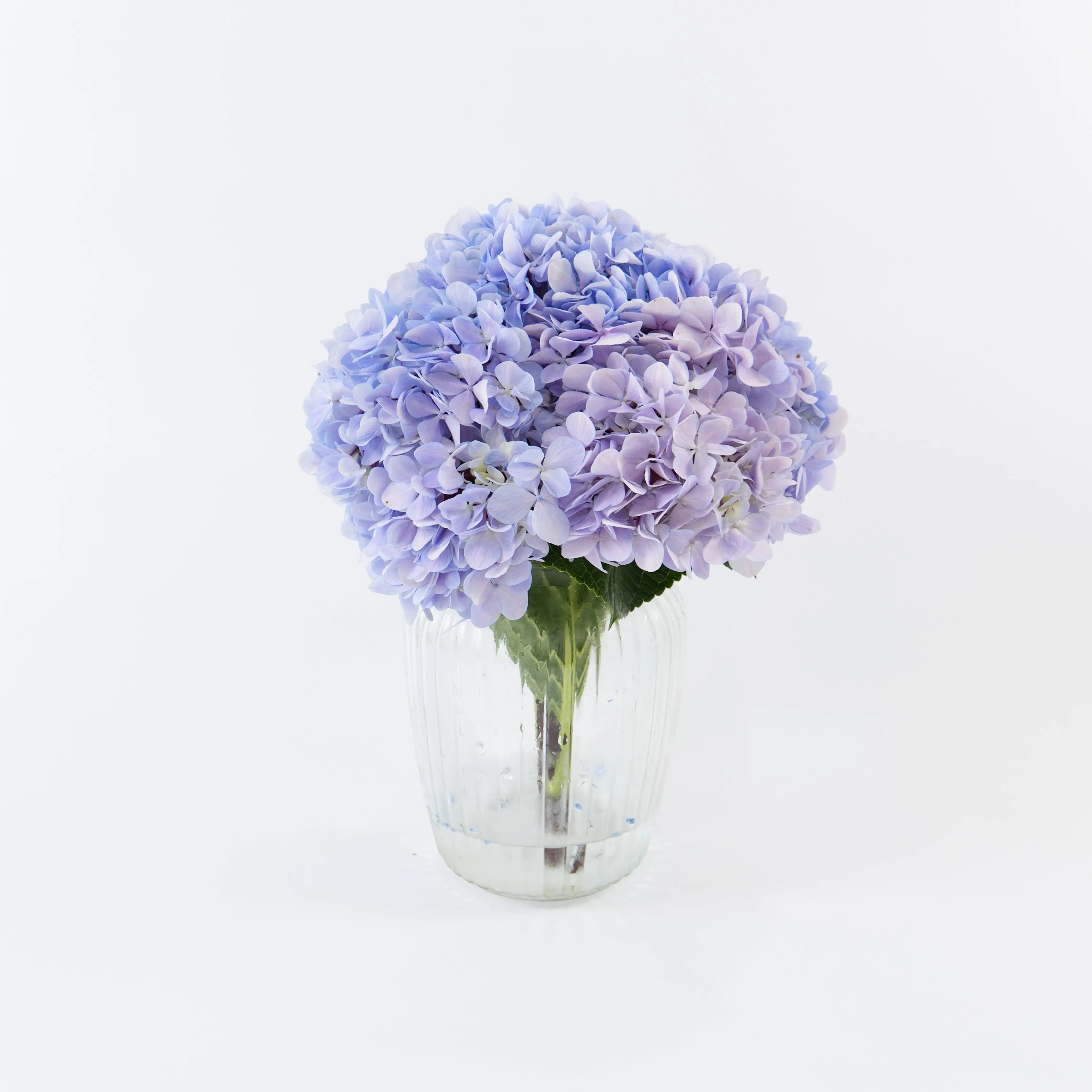 Fresh Light Purple hydrangeas resting in water buckets inside a floral cold storage room in Kuala Lumpur.