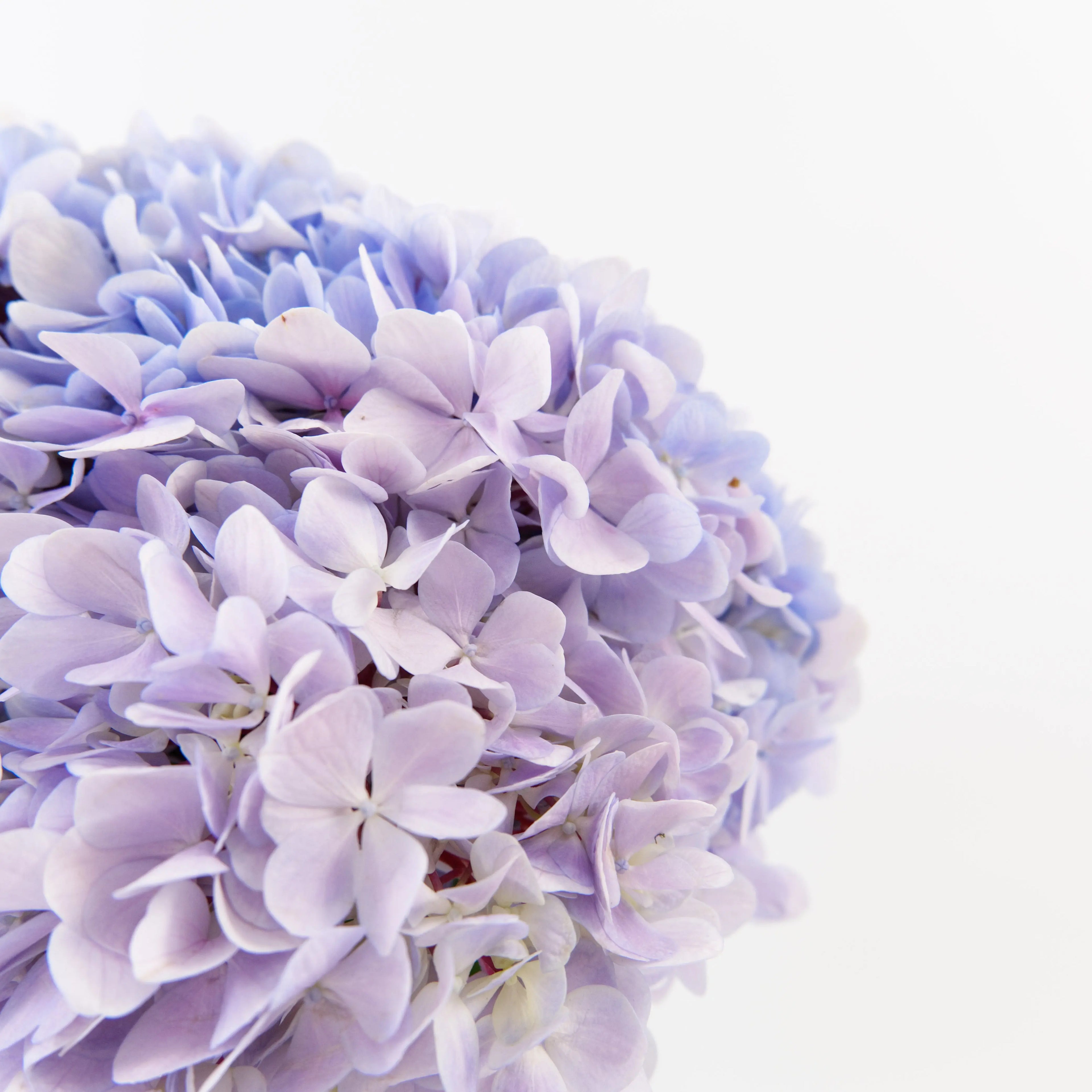Close-up of a Light Purple hydrangea bloom showing delicate lavender-lilac florets.