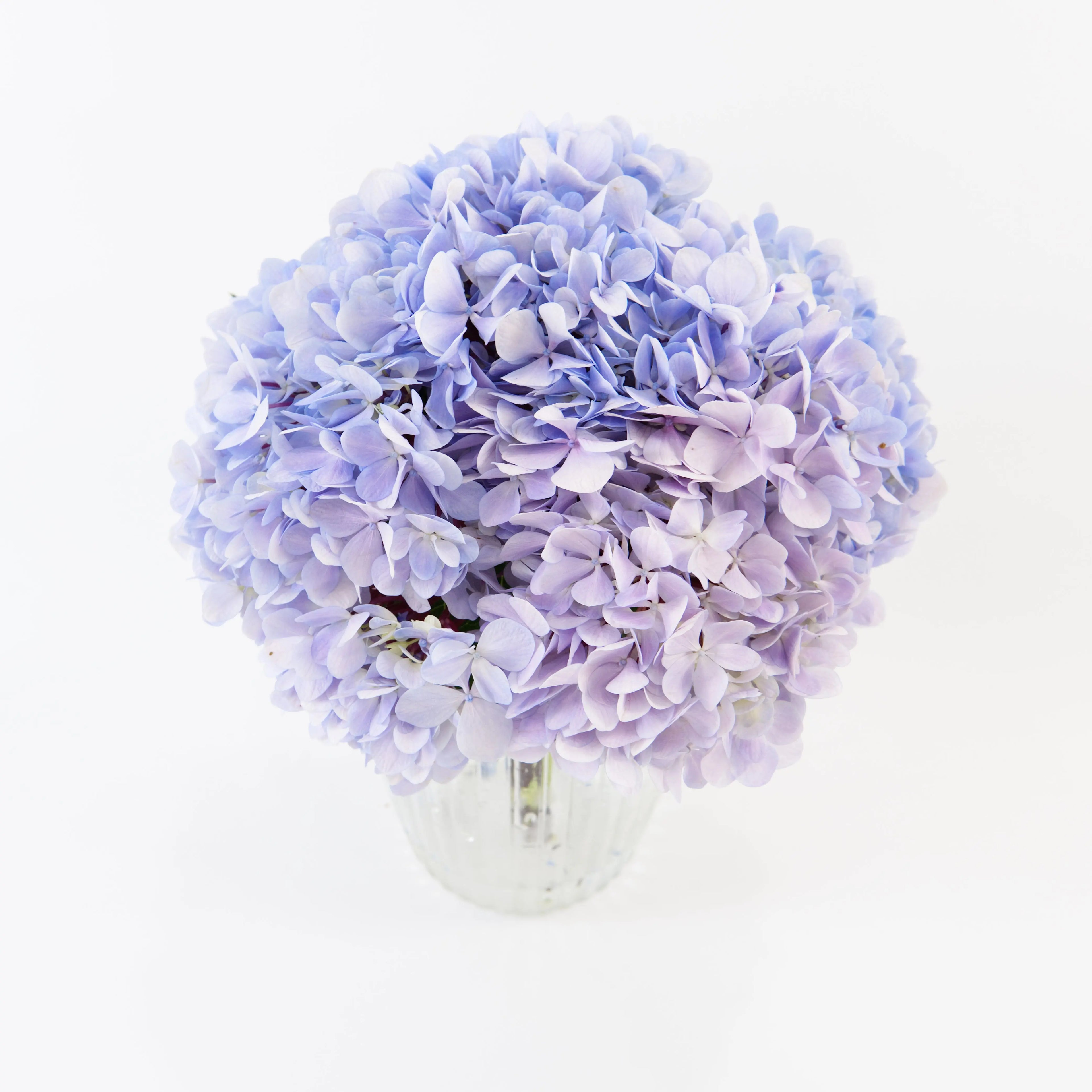A fresh Light Purple hydrangea stem packaged for delivery by a Malaysian wholesale flower supplier.