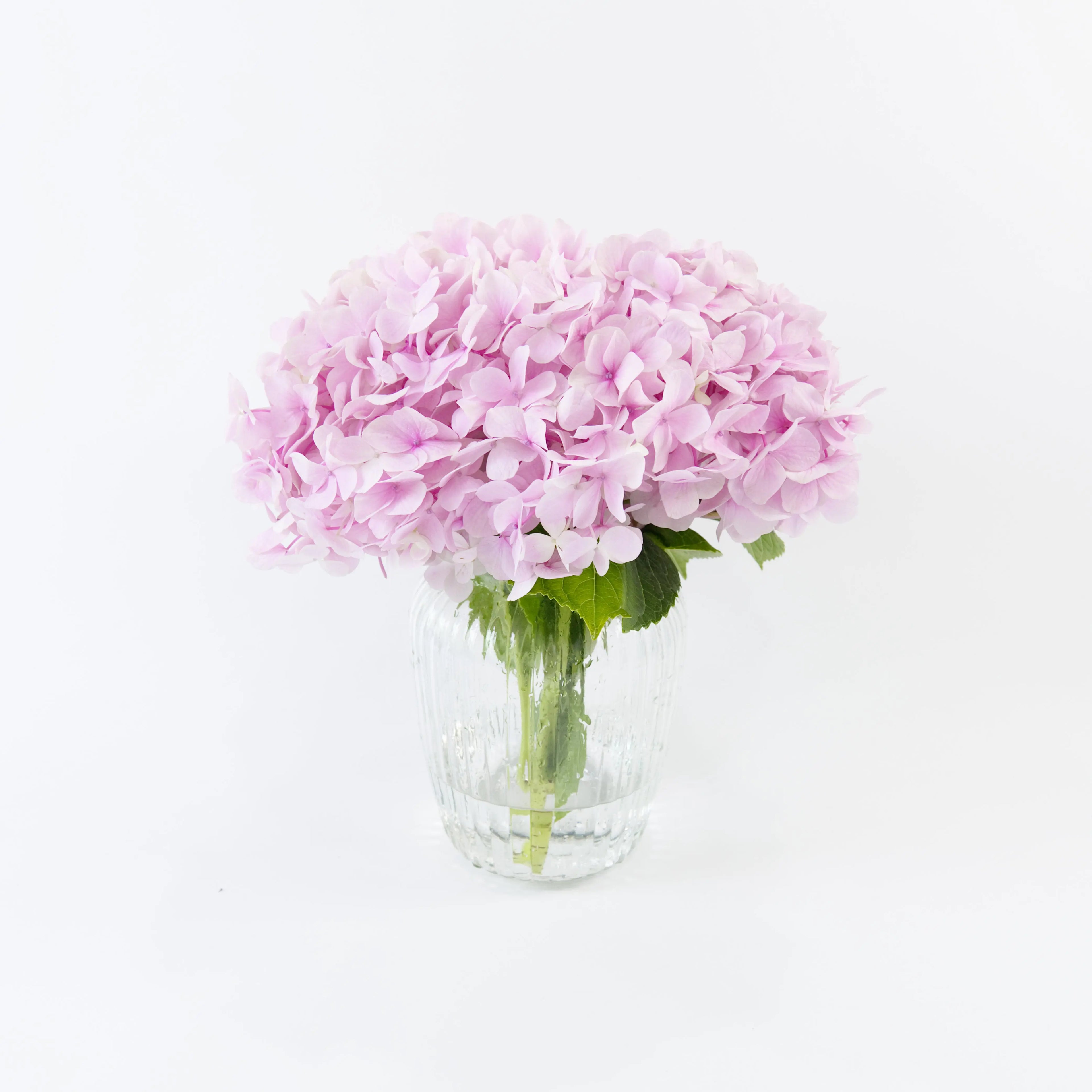 Fresh Light Pink hydrangeas resting in water buckets inside a floral cold storage room in Kuala Lumpur.