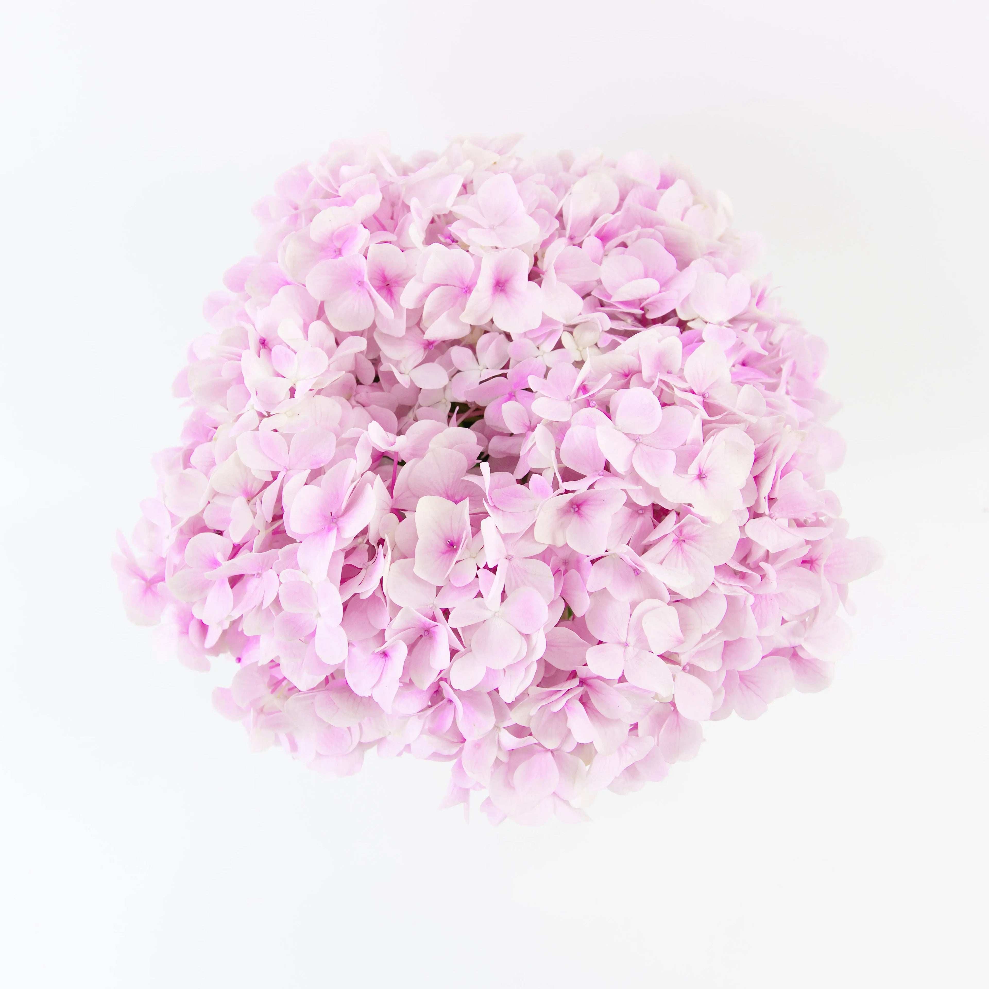 Close-up of a Light Pink hydrangea bloom showing delicate soft pink florets.