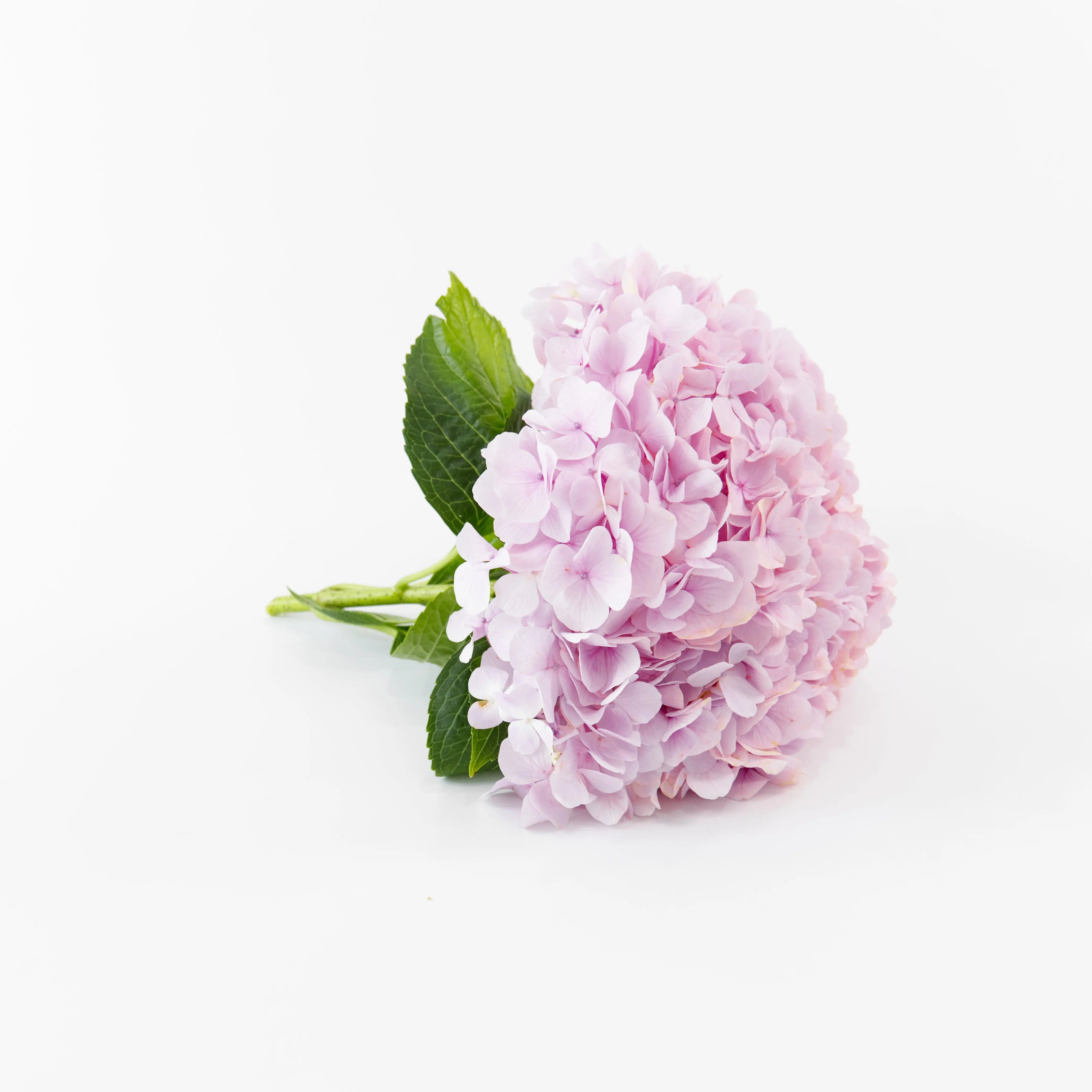 A fresh Light Pink hydrangea stem packaged for delivery by a Malaysian wholesale flower supplier.