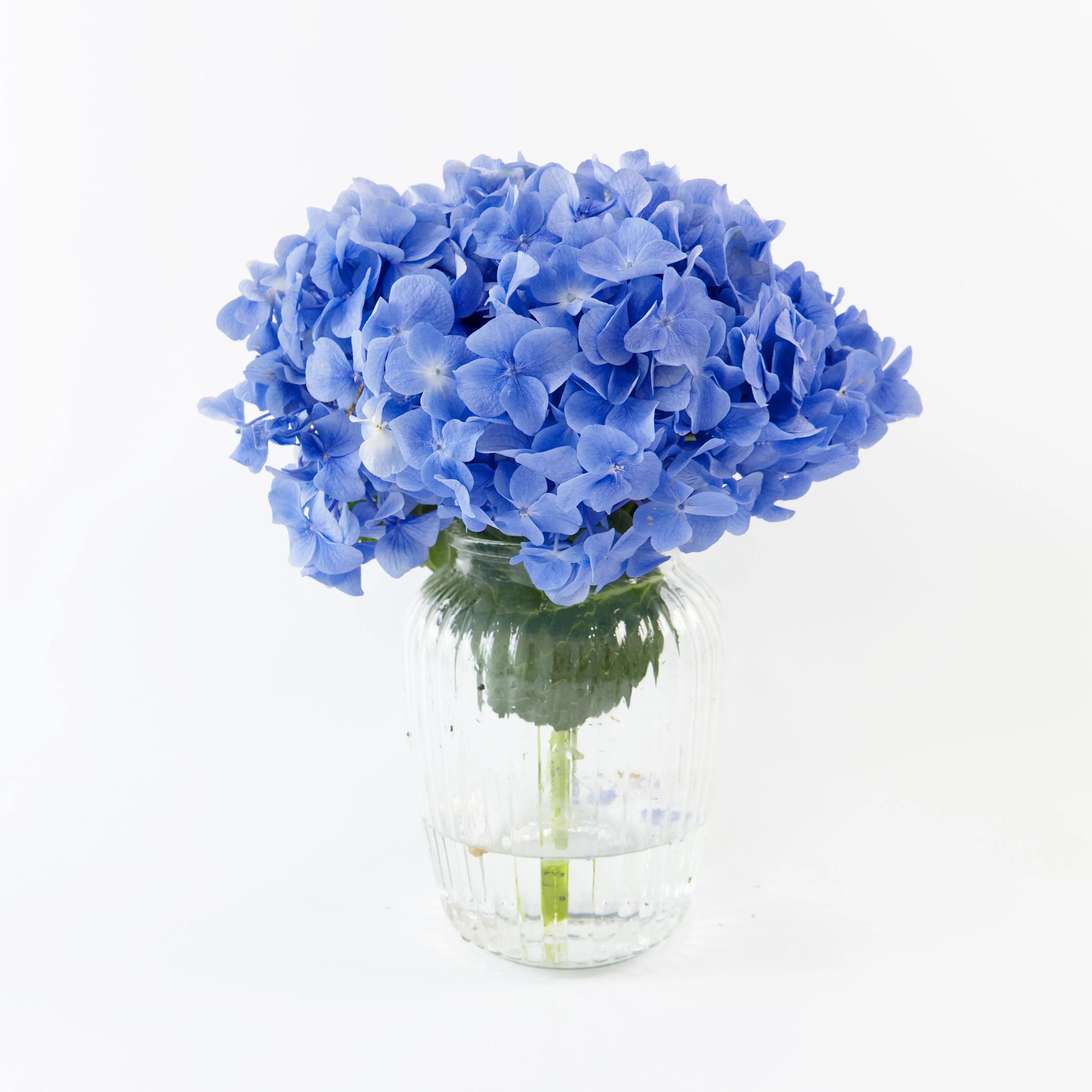 Fresh Blue hydrangeas resting in water buckets inside a floral cold storage room in Kuala Lumpur.