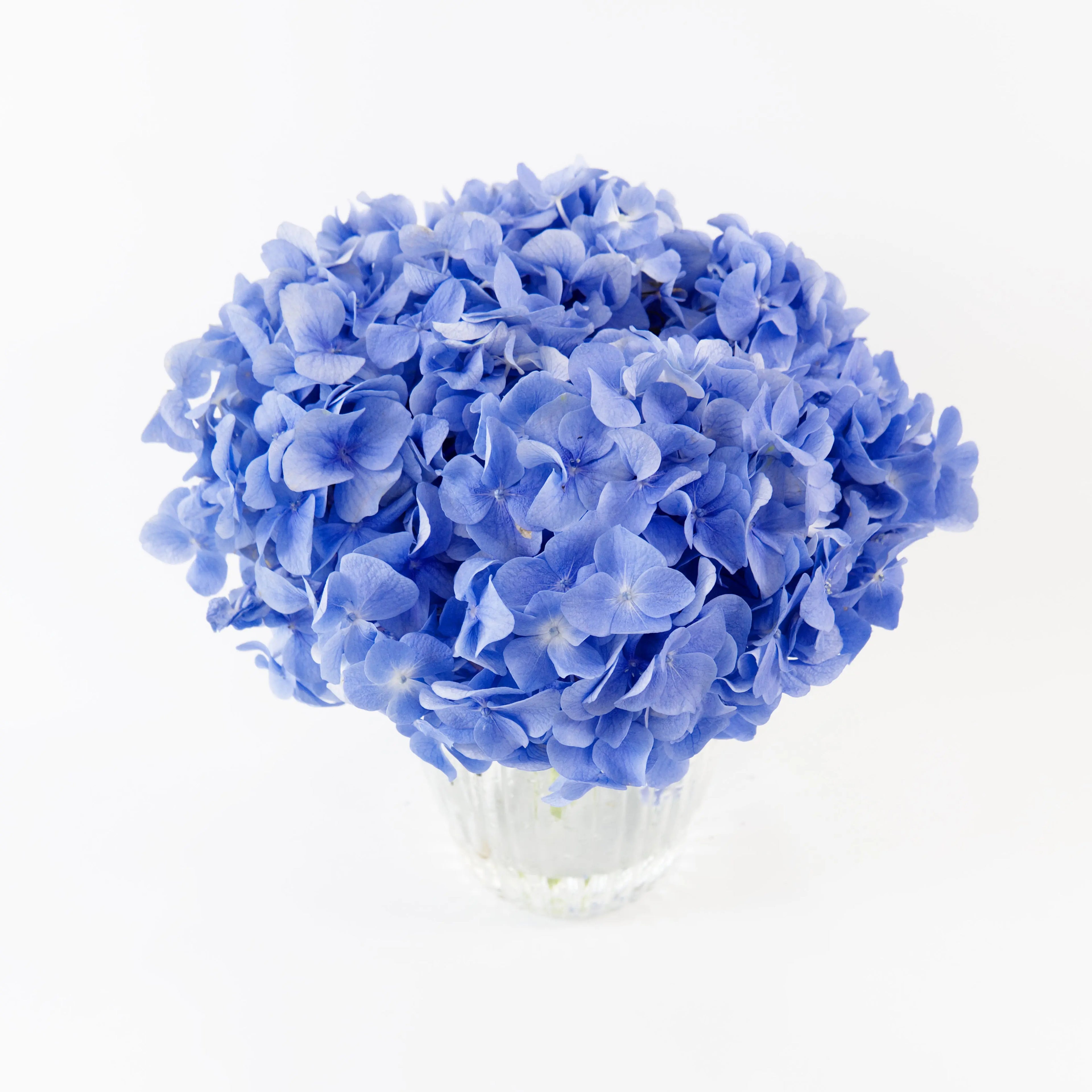 A fresh Blue hydrangea stem packaged for delivery by a Malaysian wholesale flower supplier.