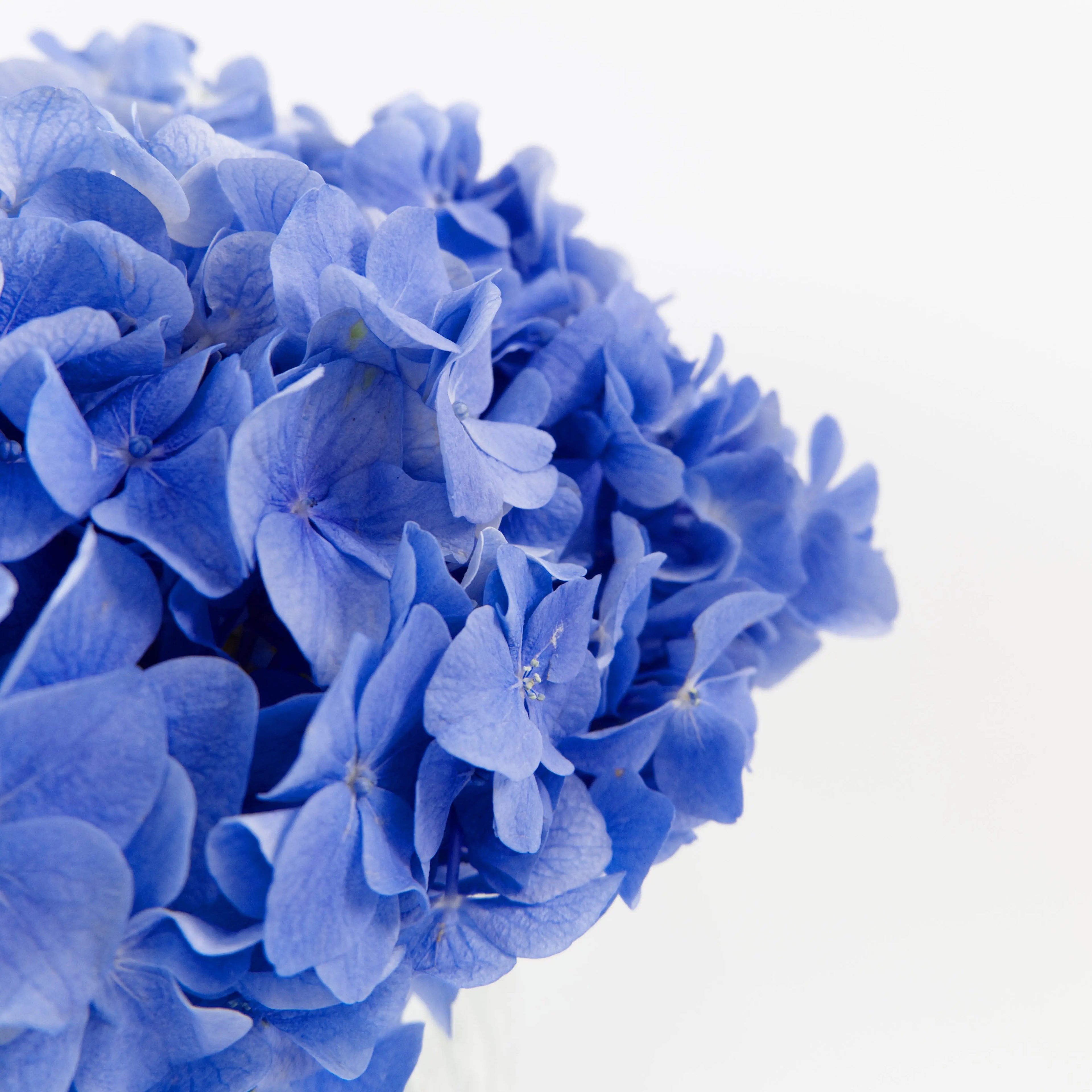 Close-up of a Blue hydrangea bloom showing dense sky blue florets.