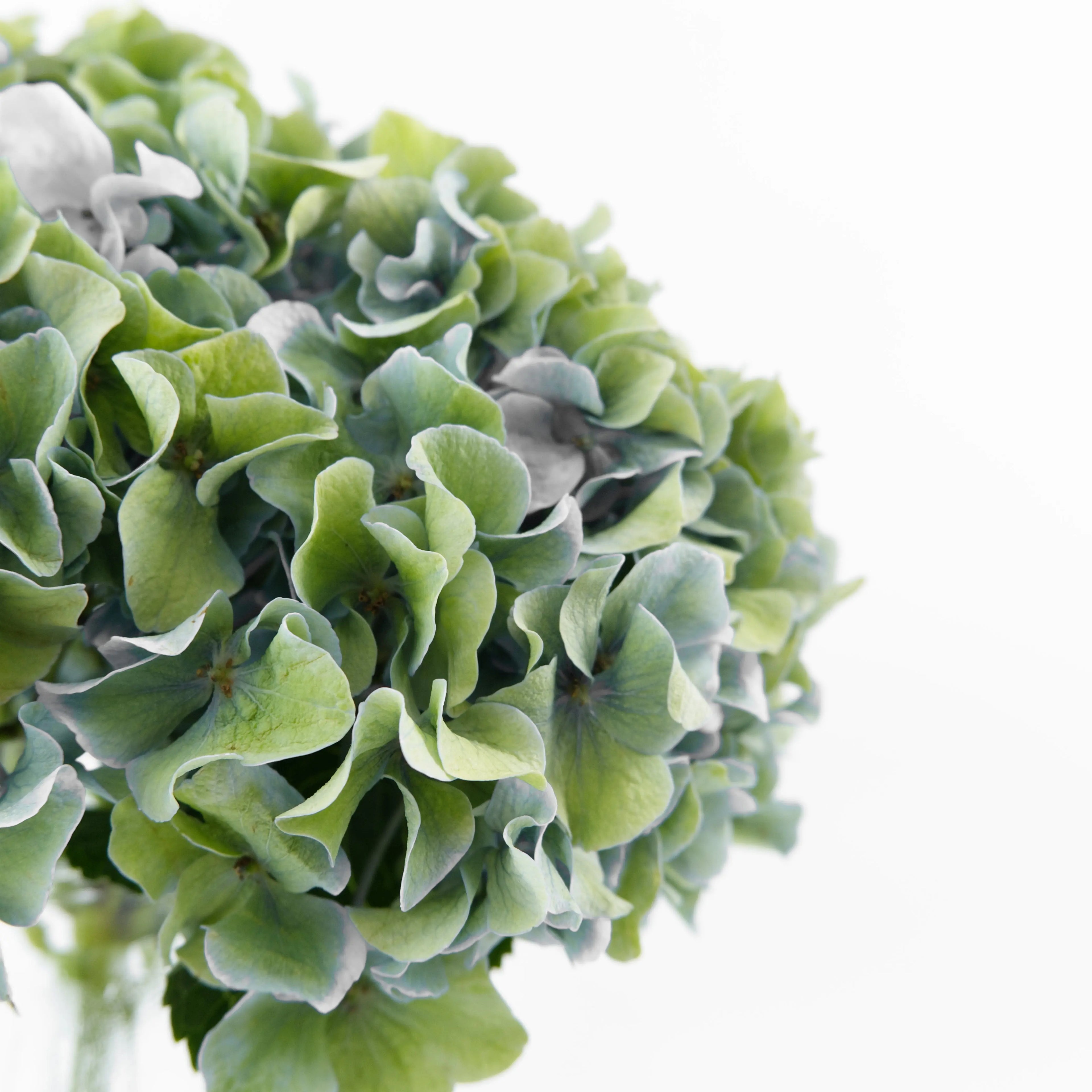 Close-up of a Dark Green hydrangea bloom showing firm forest green florets.