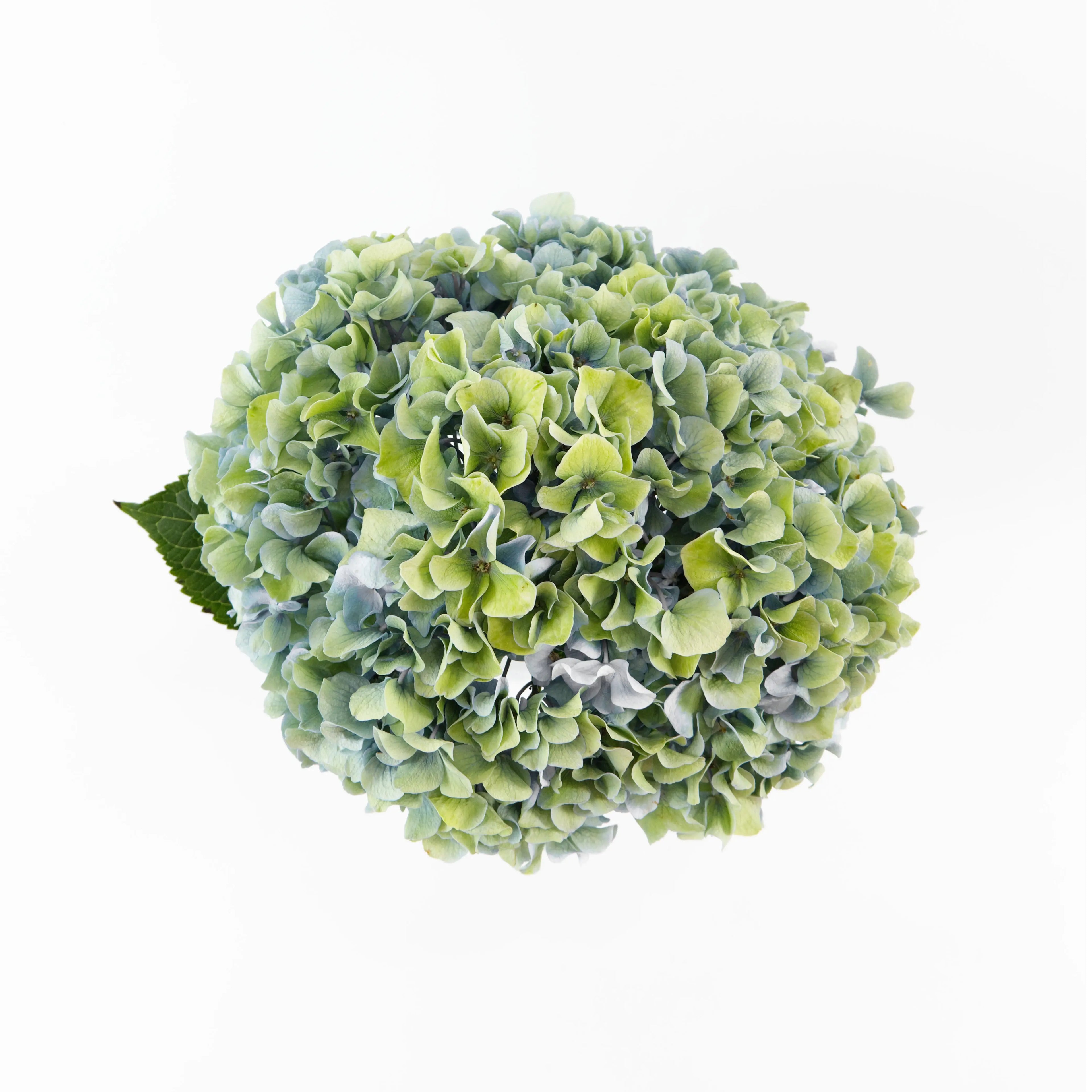 A fresh Dark Green hydrangea stem packaged for delivery by a Malaysian wholesale flower supplier.