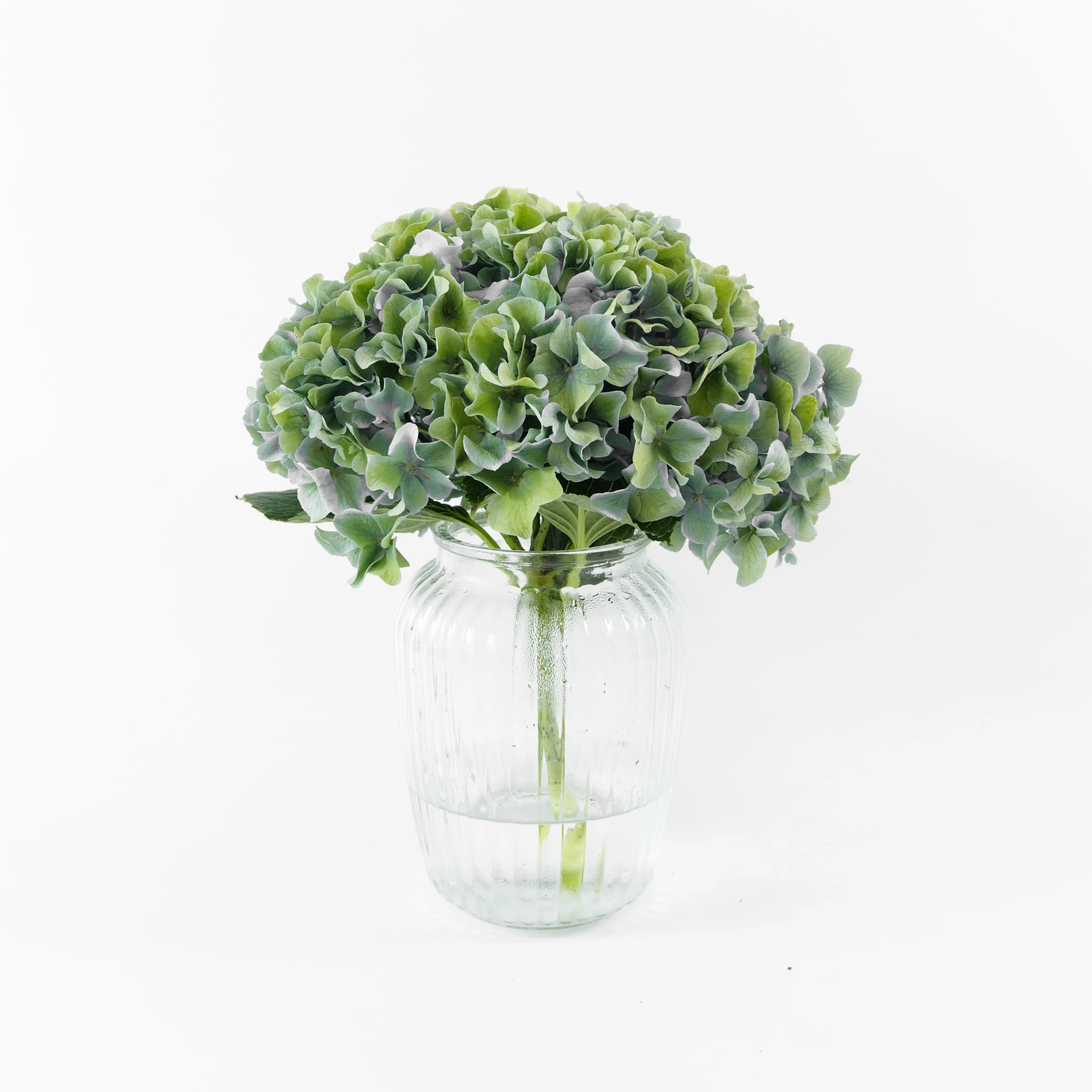 Fresh Dark Green hydrangeas resting in water buckets inside a floral cold storage room in Kuala Lumpur.
