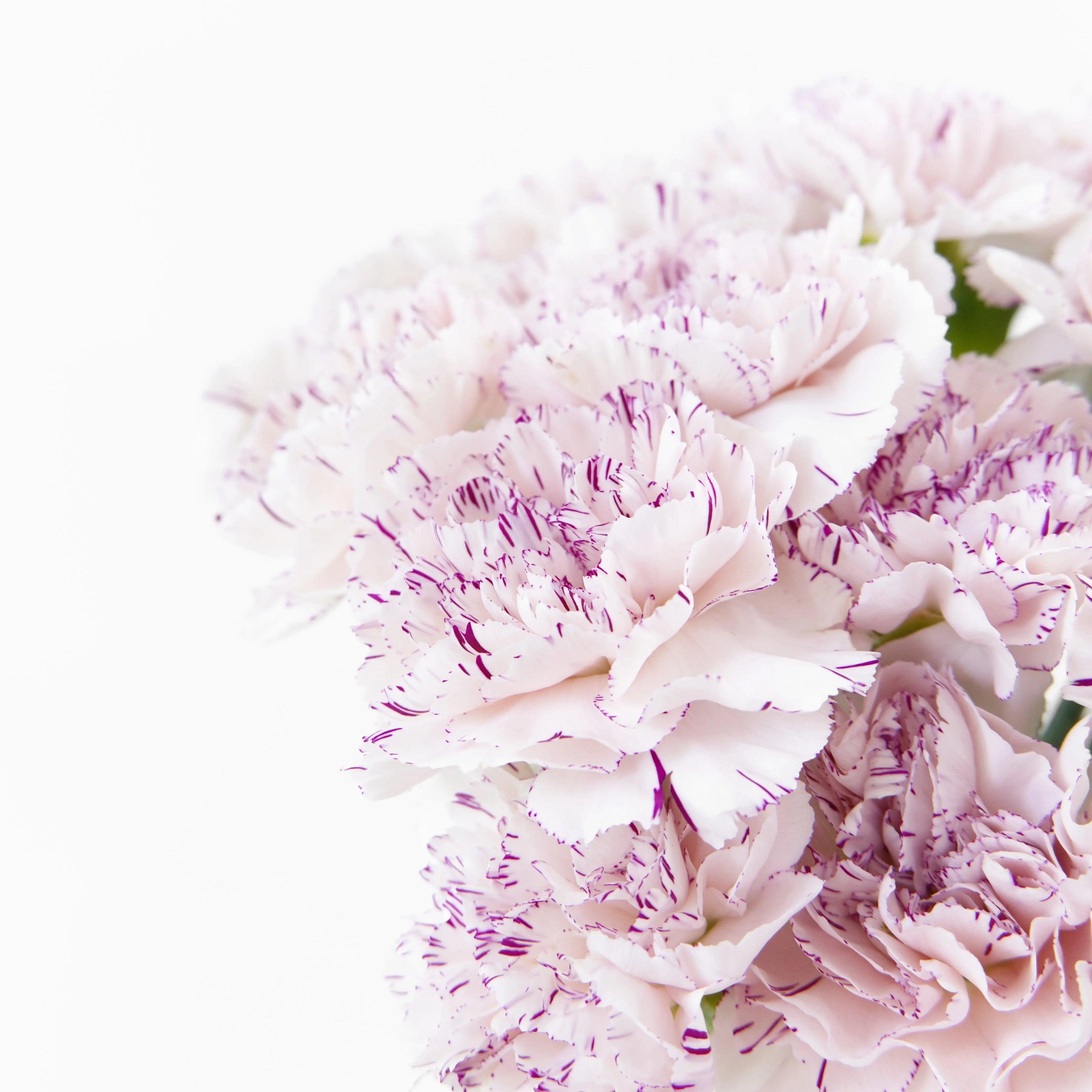 Close-up of a Purple Fragrance carnation bloom showing deep purple ruffled petals.