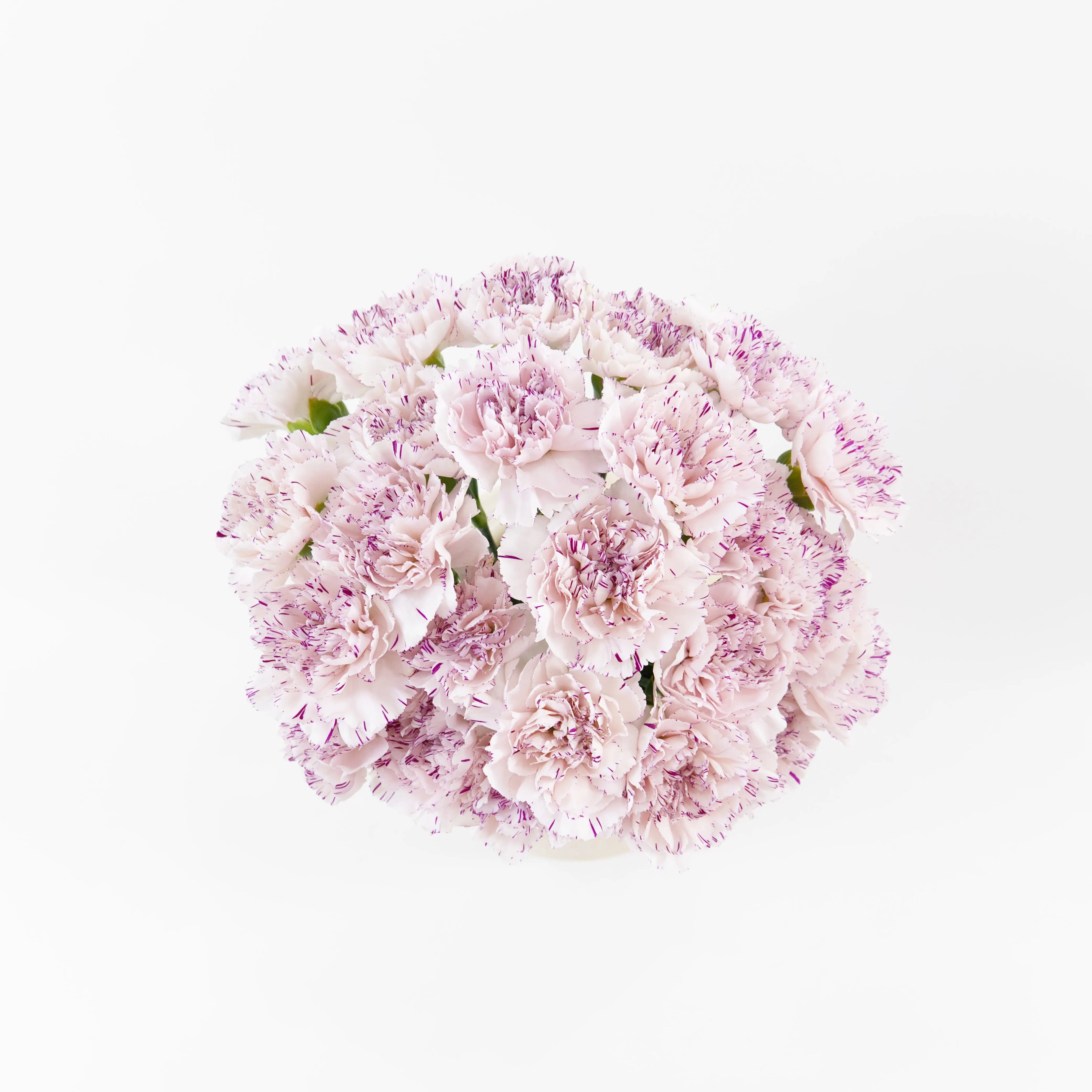 A wholesale bundle of ten fresh Purple Fragrance carnations packaged for delivery by a Malaysian flower supplier.