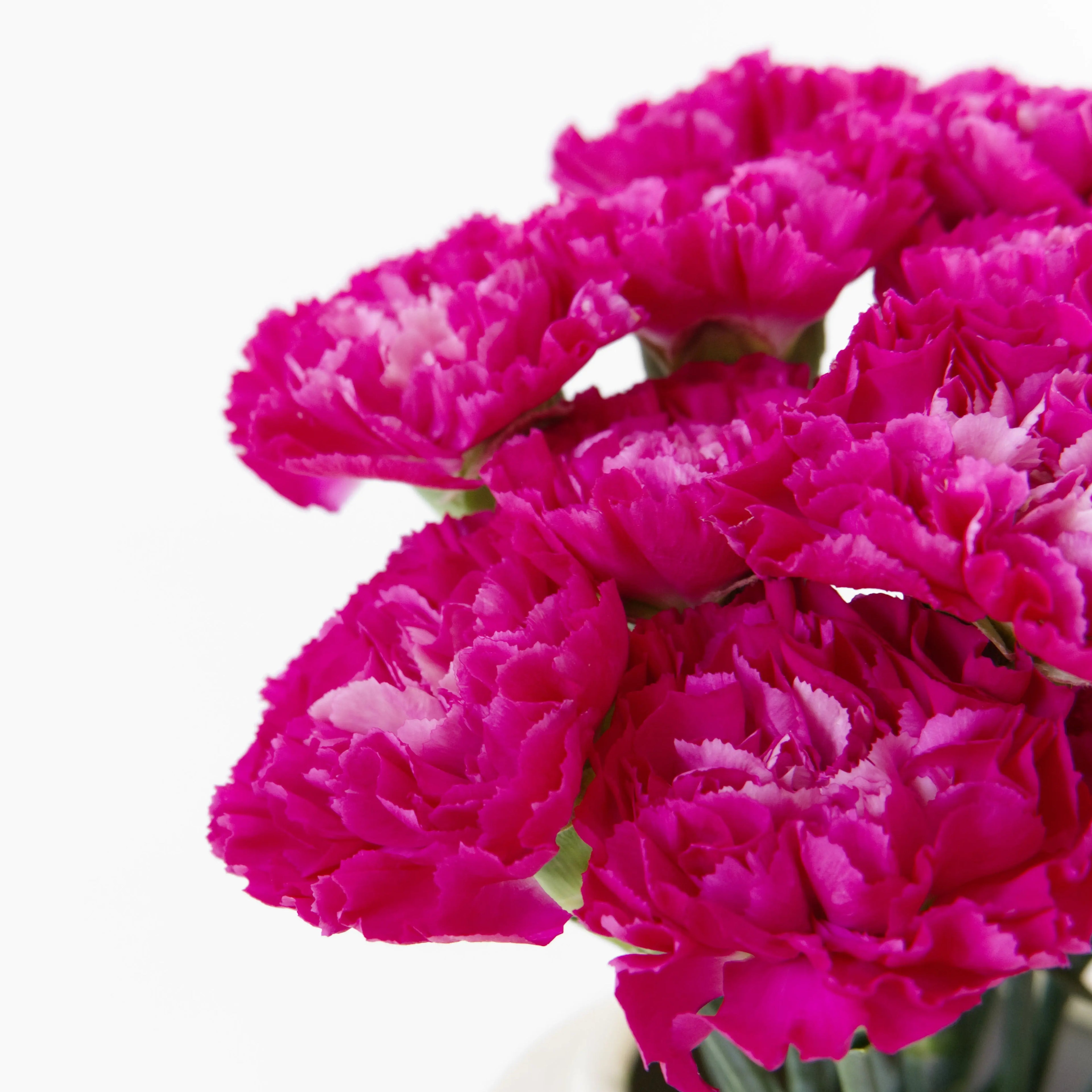 Close-up of a Hot Cherry Pink carnation bloom showing intense hot magenta ruffled petals, sourced from Cameron Highlands.