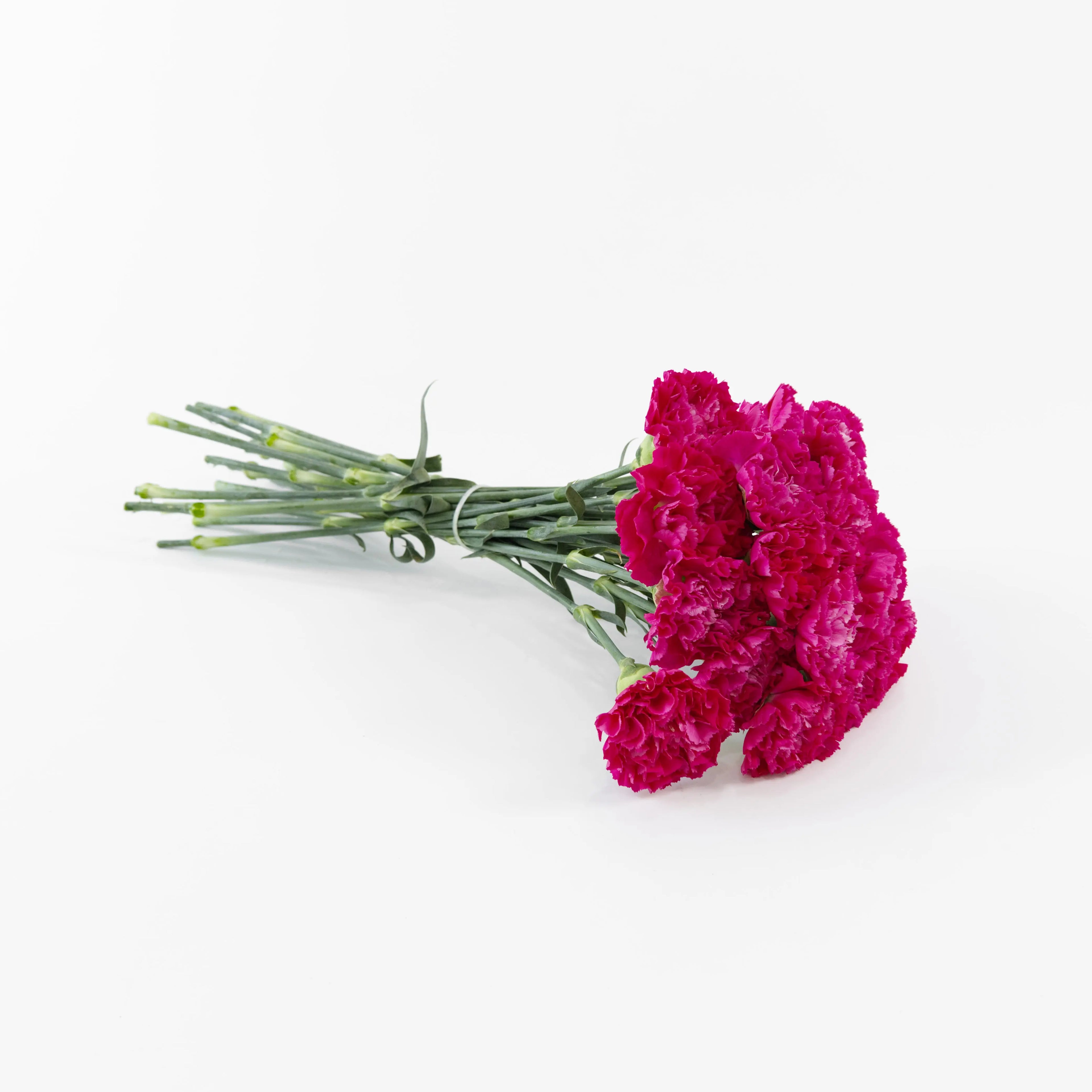A wholesale bundle of ten fresh Hot Cherry Pink carnations packaged for delivery by a Malaysian flower supplier.