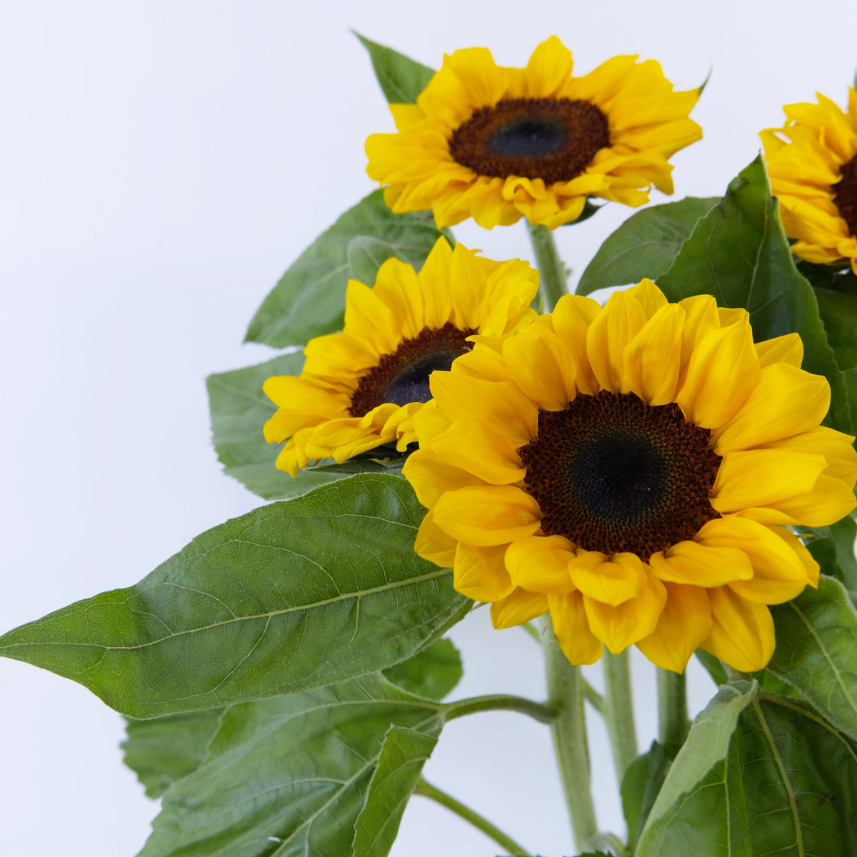 Close-up of a vibrant sunflower bloom showing golden yellow petals and a dark central disk.