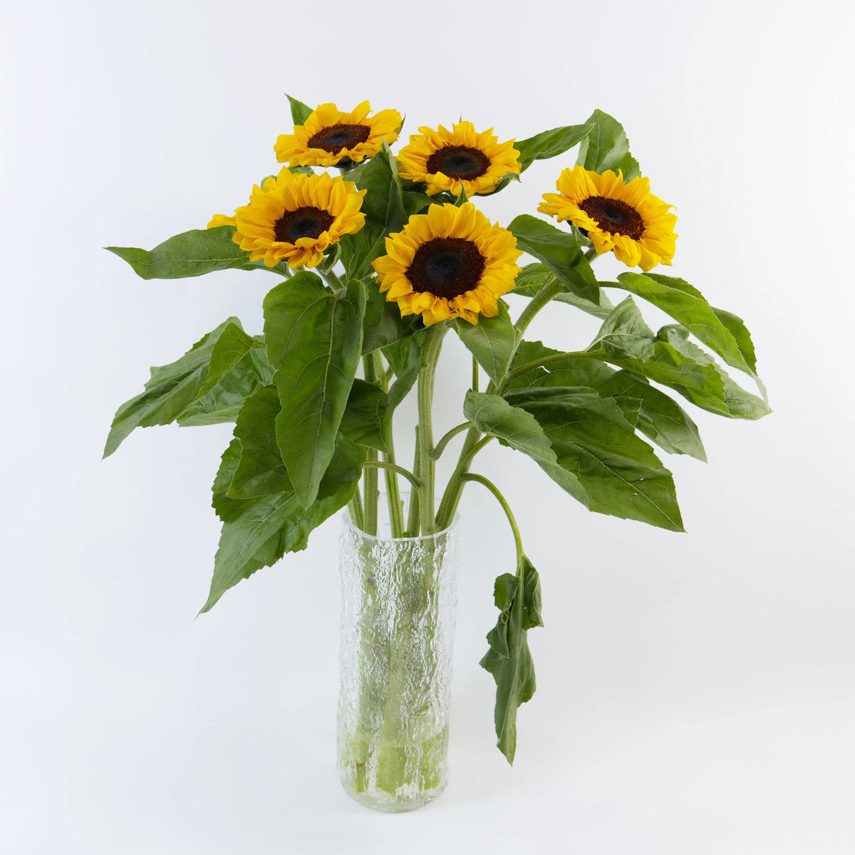 Bundles of fresh sunflowers standing in deep water buckets inside a floral cold storage room in Kuala Lumpur.