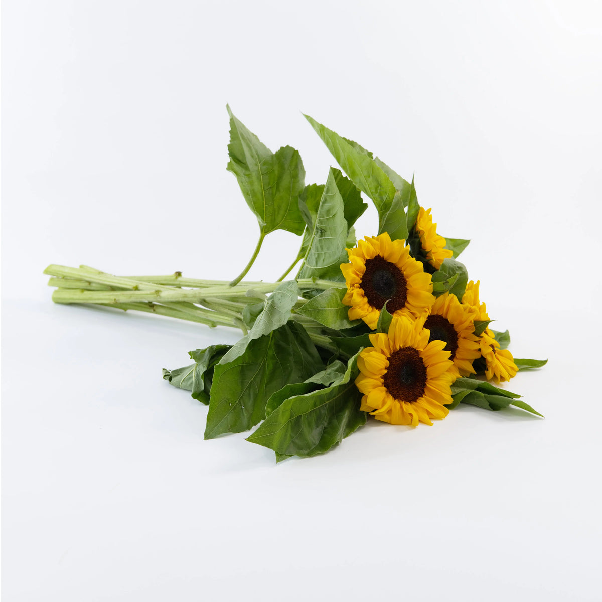 A wholesale bundle of fresh cut golden yellow sunflowers wrapped for delivery by a Malaysian flower supplier.