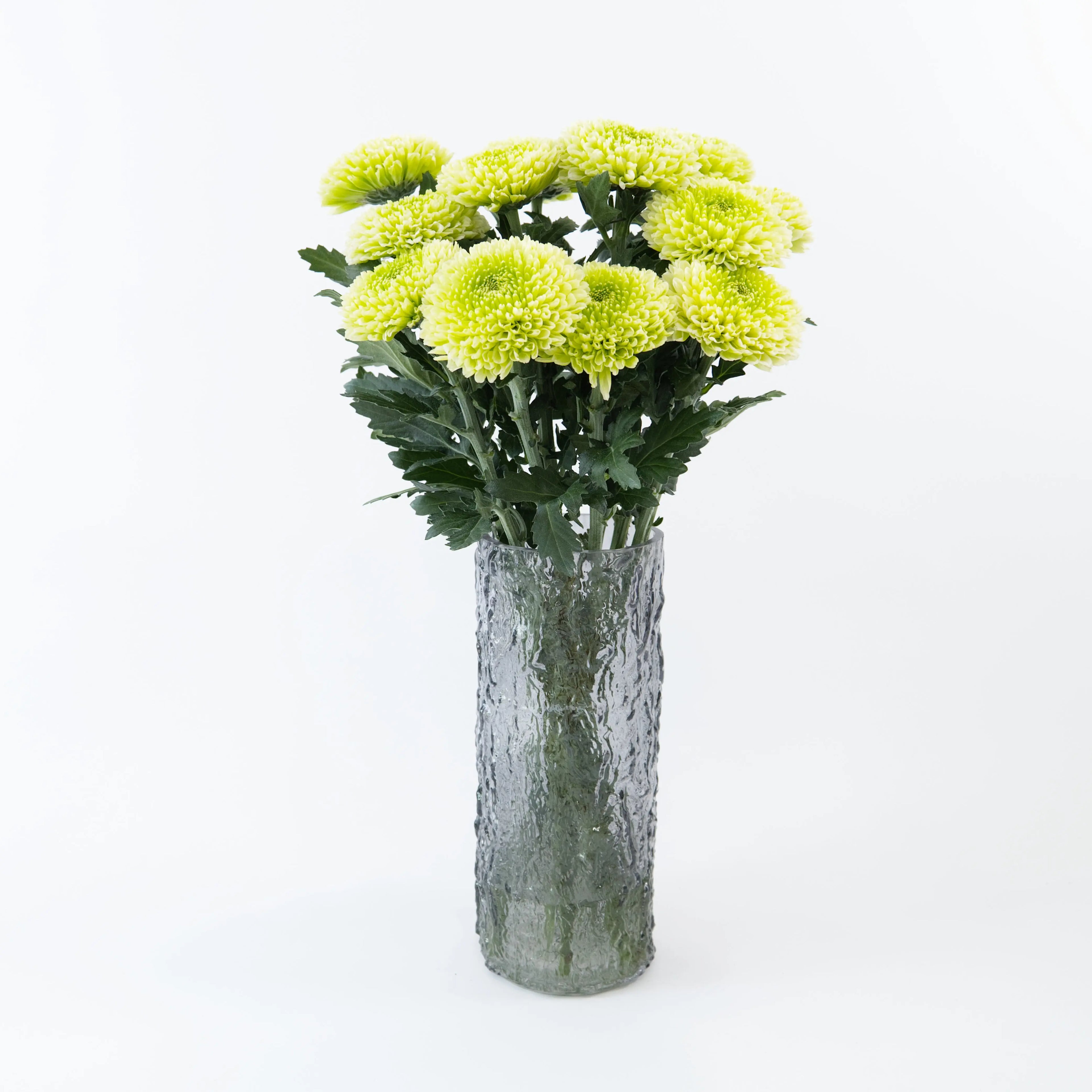Bundles of Light Green Ping Pong chrysanthemums standing in clean water buckets inside a floral cold storage room in Kuala Lumpur.