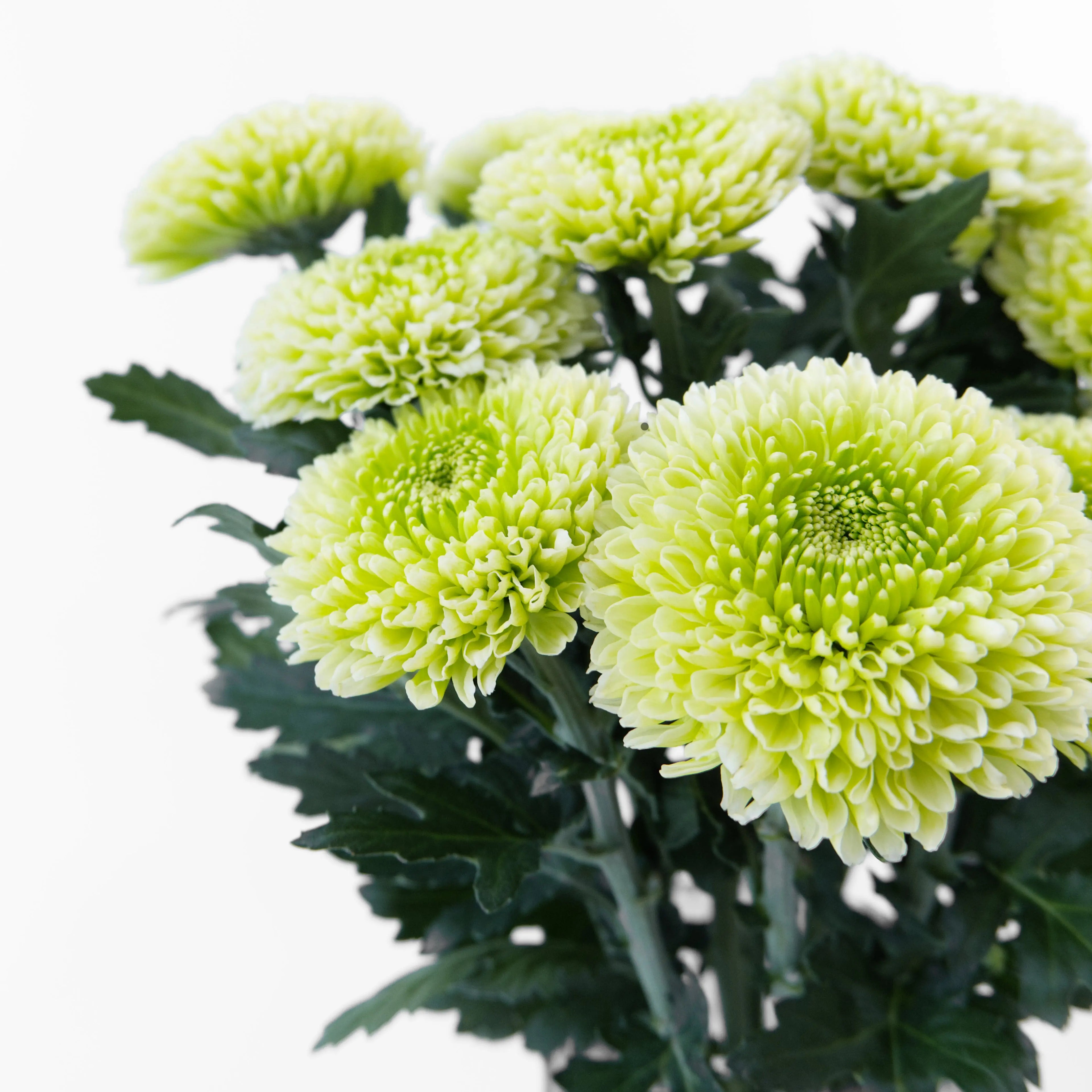 Close-up of a dense, perfectly round Light Green Ping Pong chrysanthemum bloom sourced from Cameron Highlands.