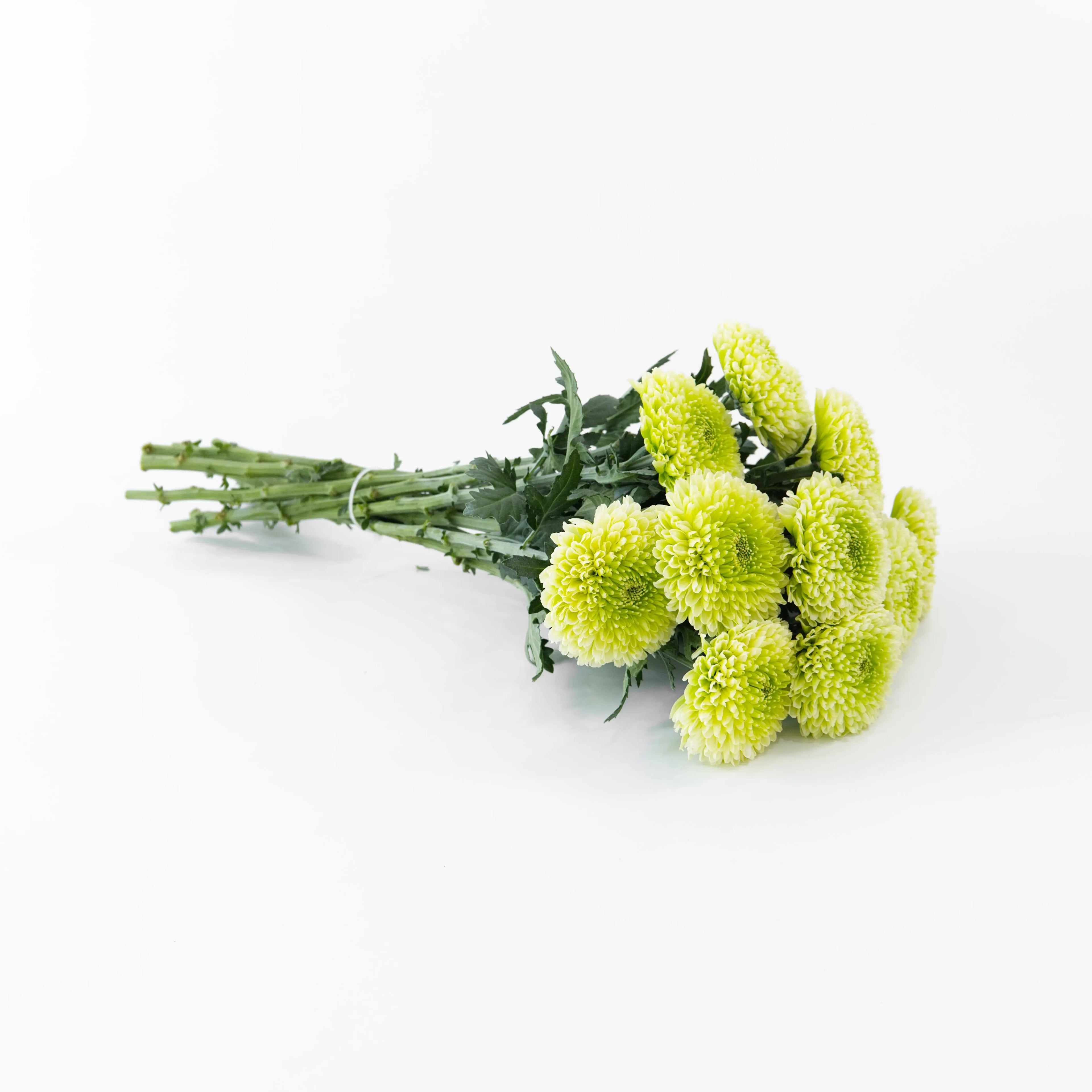 A wholesale bundle of fresh Light Green Ping Pong chrysanthemums packaged for shipment by a Malaysian flower supplier.