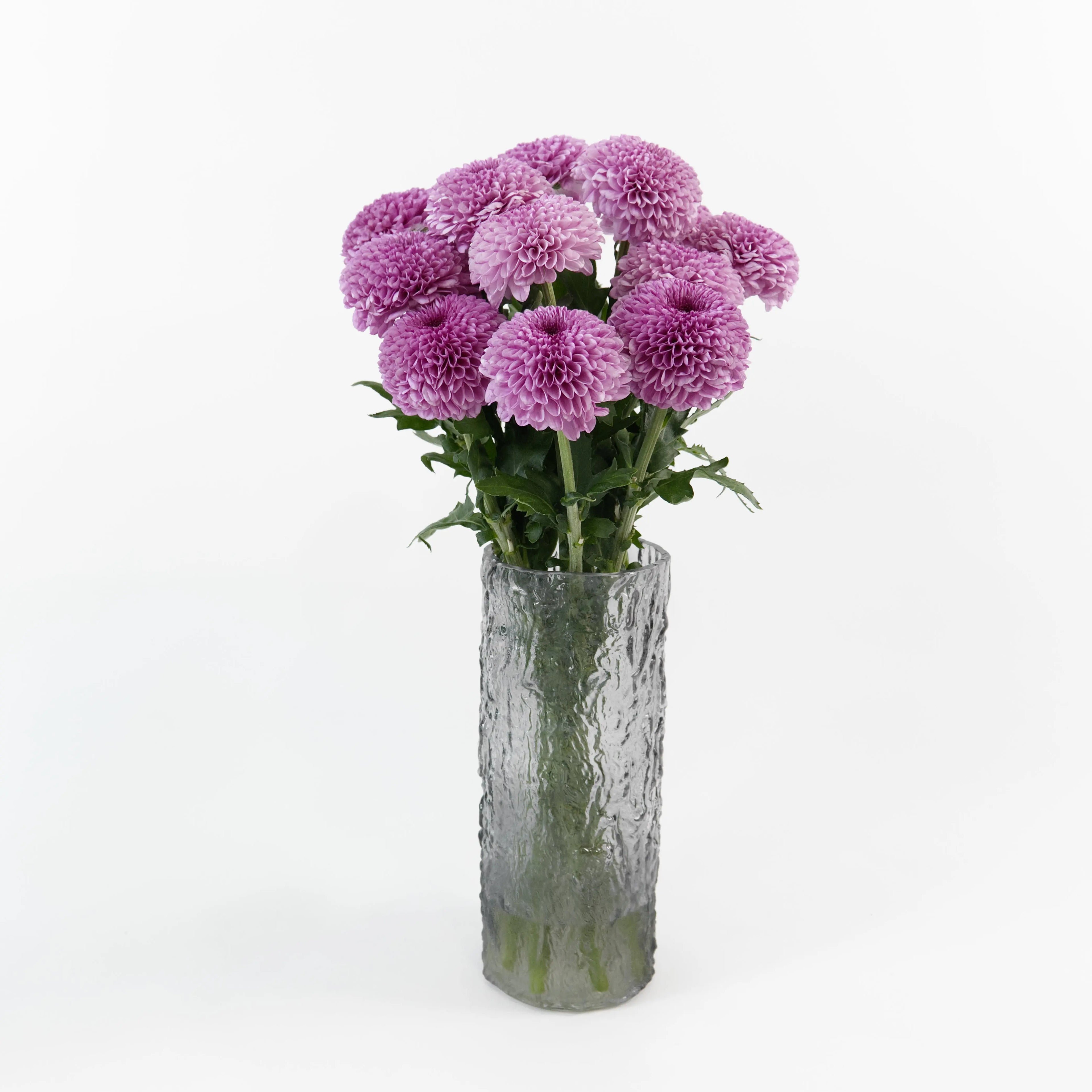Bundles of Pink Ping Pong chrysanthemums standing in clean water buckets inside a floral cold storage room in Kuala Lumpur.