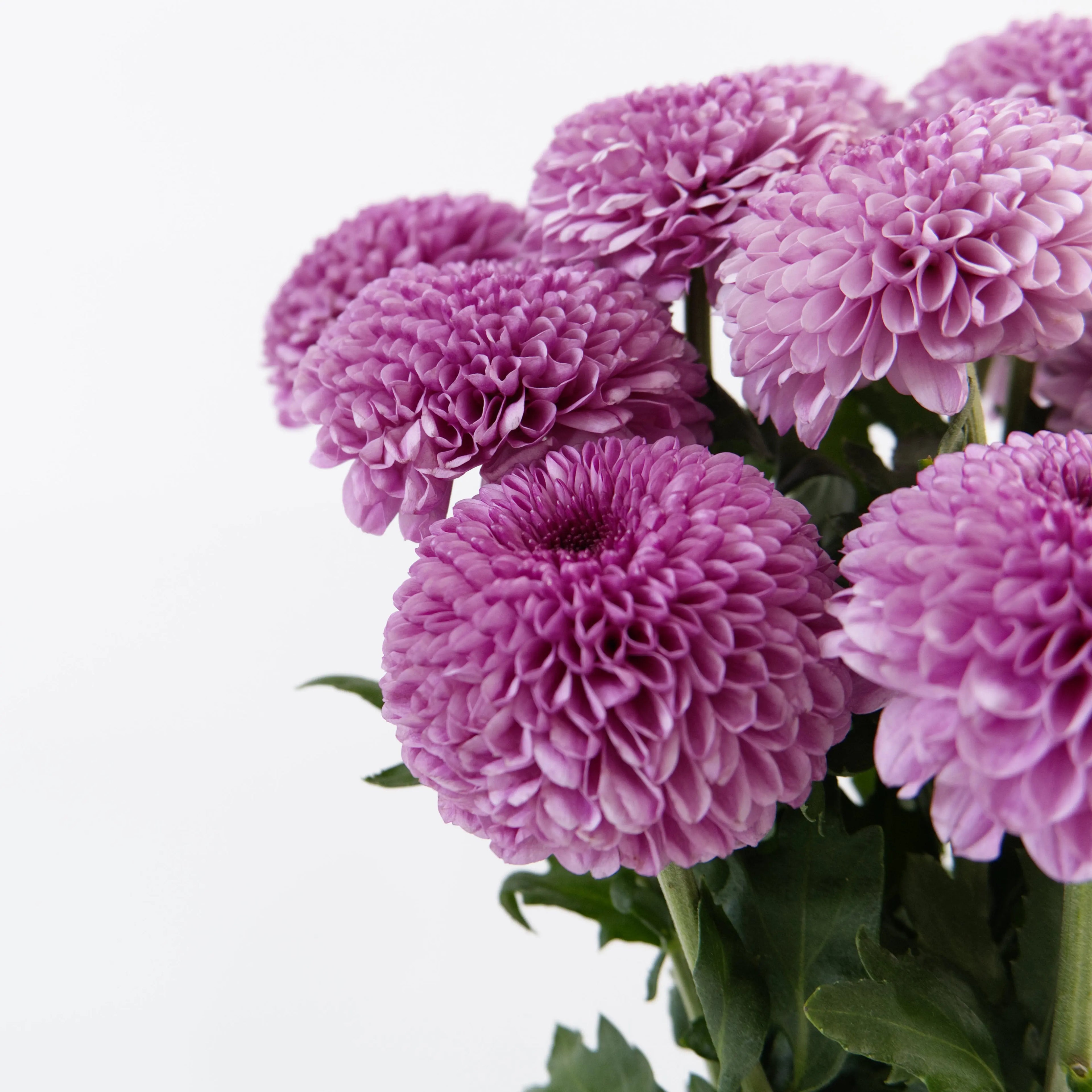 Close-up of a dense, perfectly round Pink Ping Pong chrysanthemum bloom sourced from Cameron Highlands.