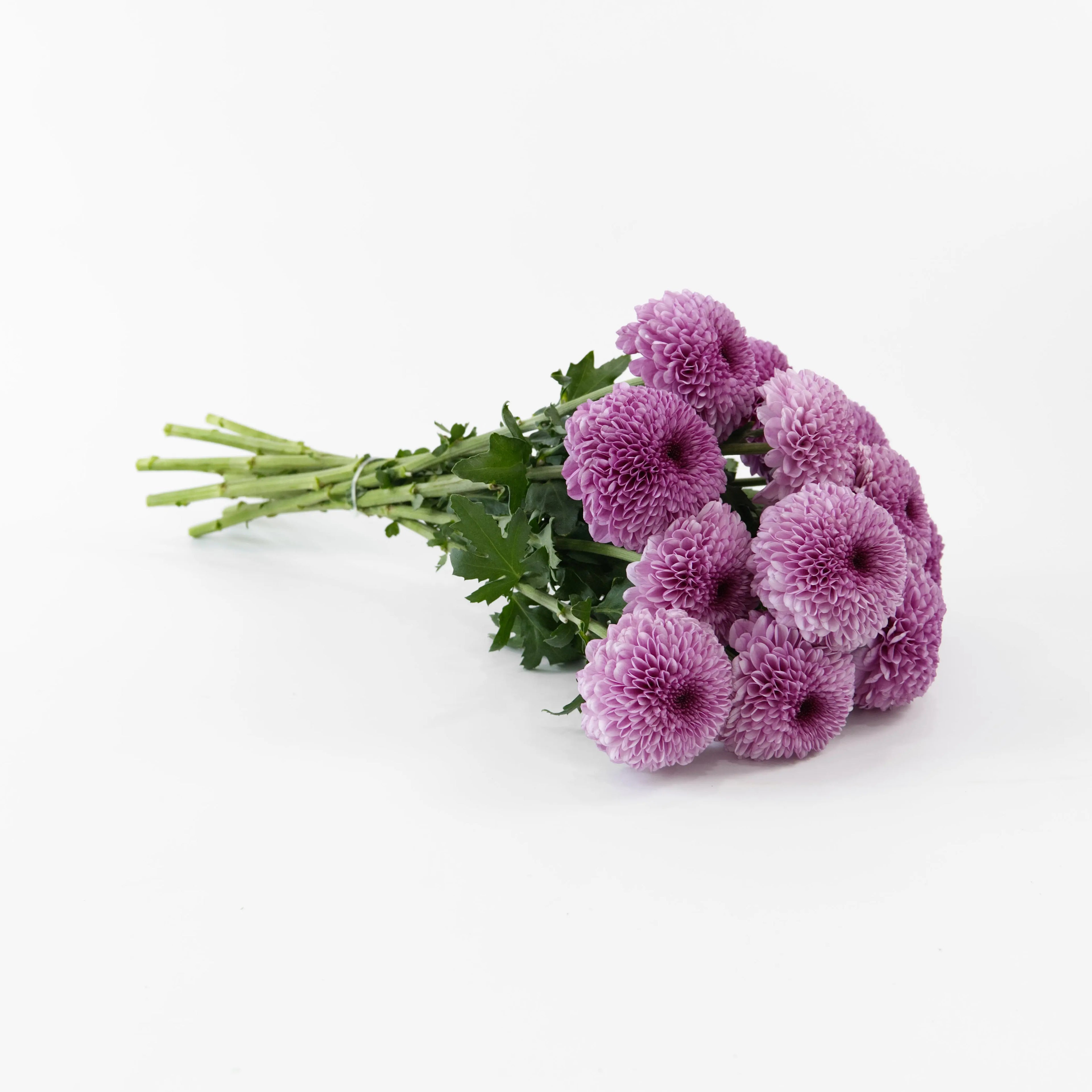 A wholesale bundle of fresh Pink Ping Pong chrysanthemums wrapped for shipment by a Malaysian flower supplier.