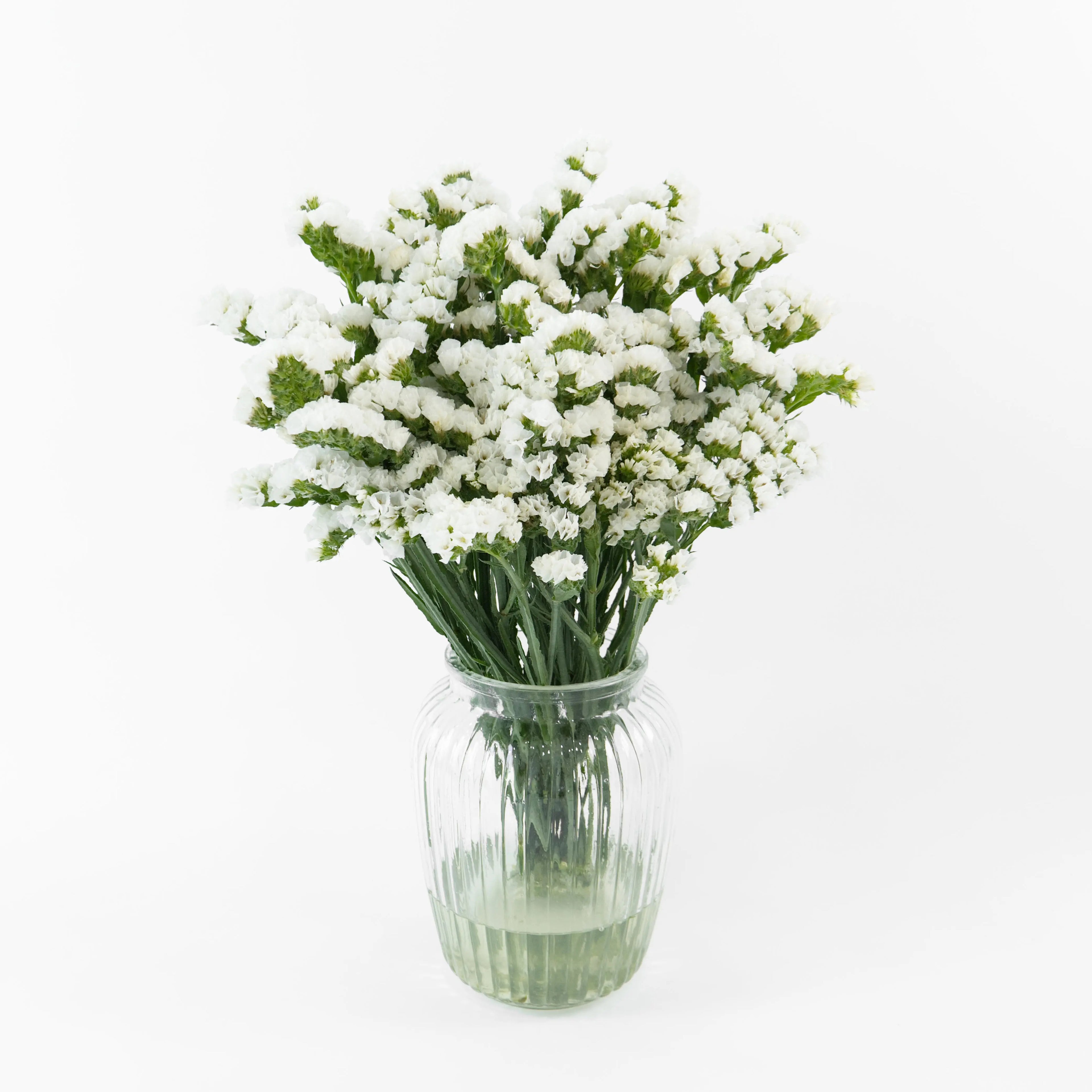 Bundles of fresh White Statice stored in clean water containers inside a floral cold storage room in Kuala Lumpur.