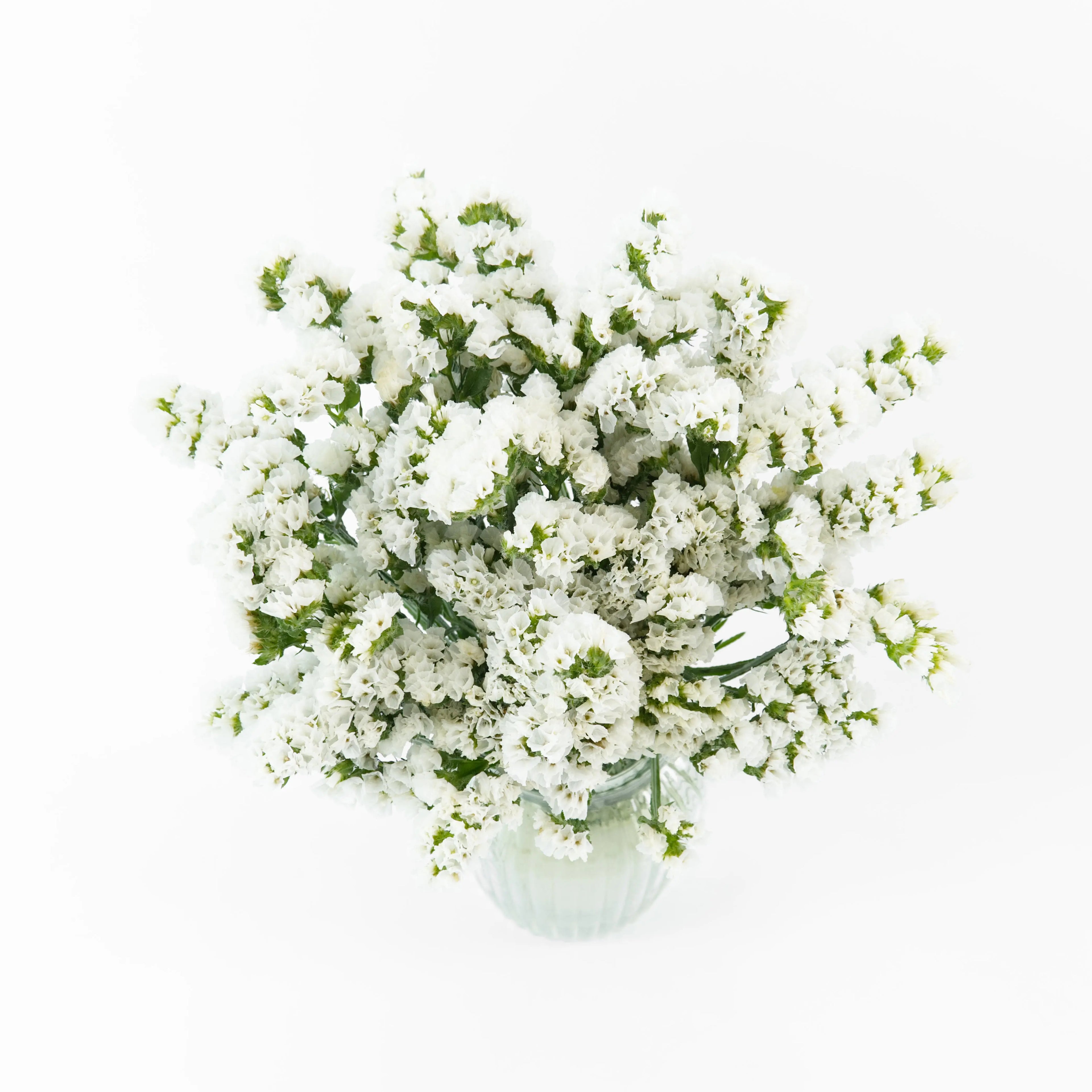 A wholesale bundle of fresh White Statice filler flowers prepared for shipment by a Malaysian supplier.