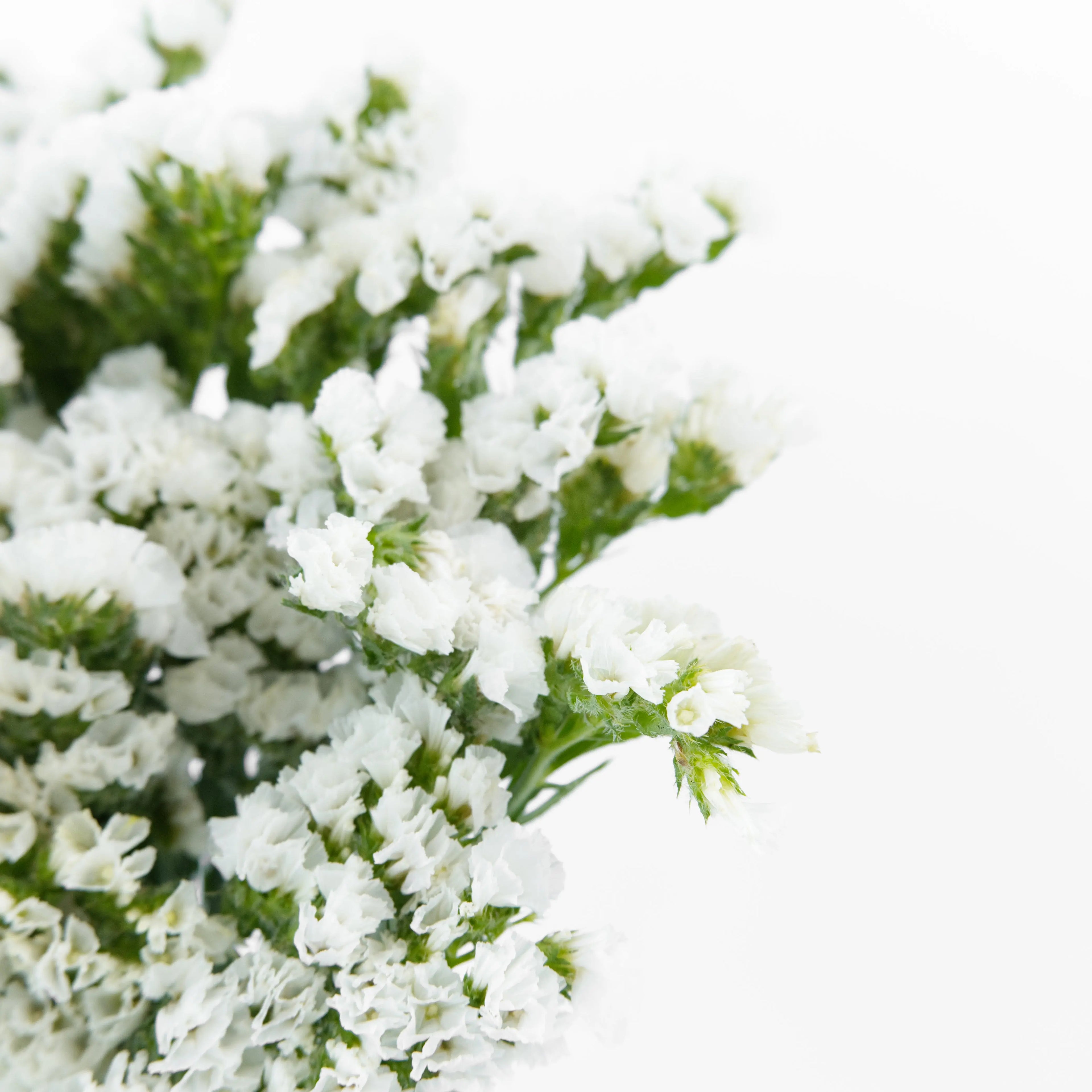 Close-up of papery white Statice blooms showing detailed multi-branched florets, sourced from Cameron Highlands.