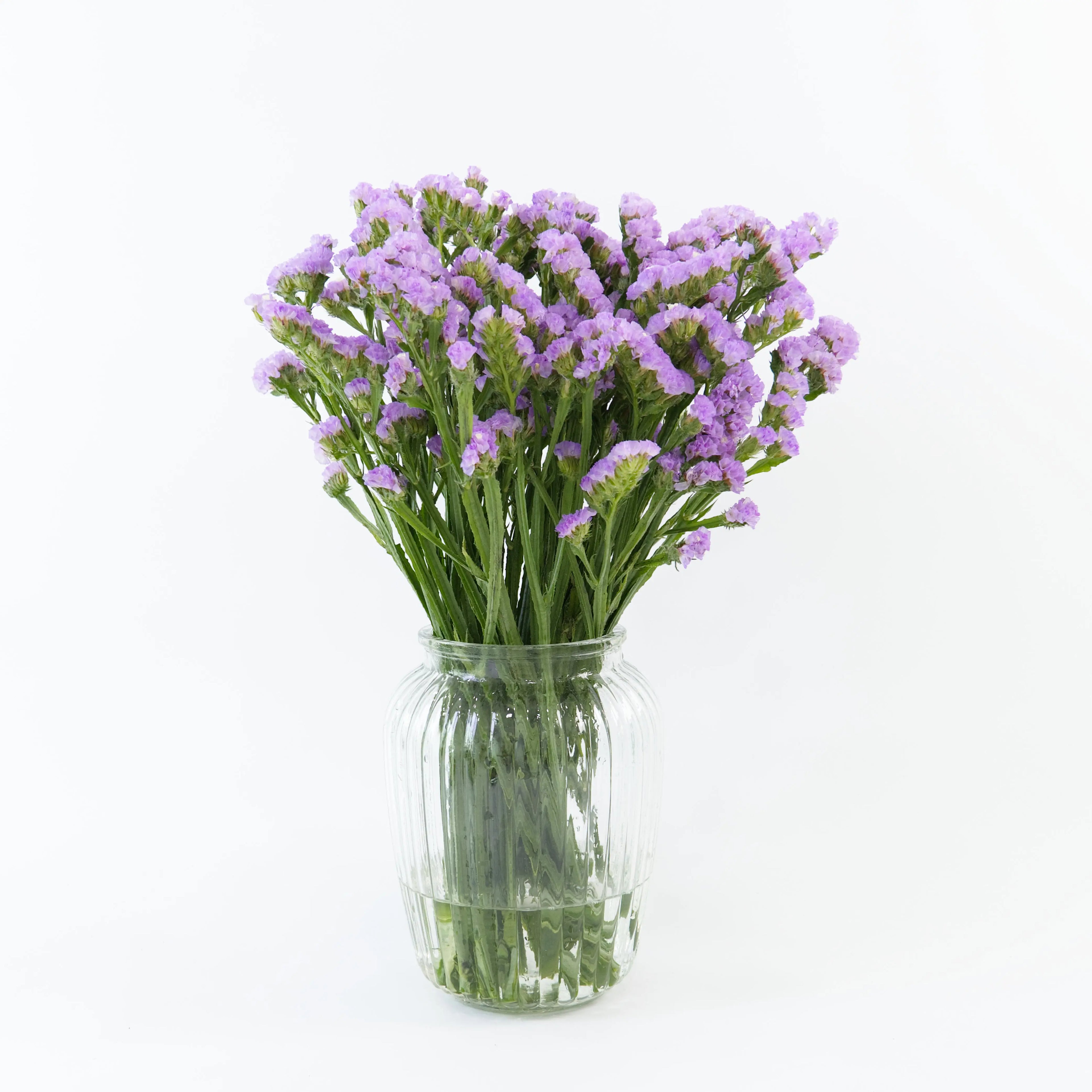 Bundles of fresh Light Purple Statice stored in clean water containers inside a floral cold storage room in Kuala Lumpur.