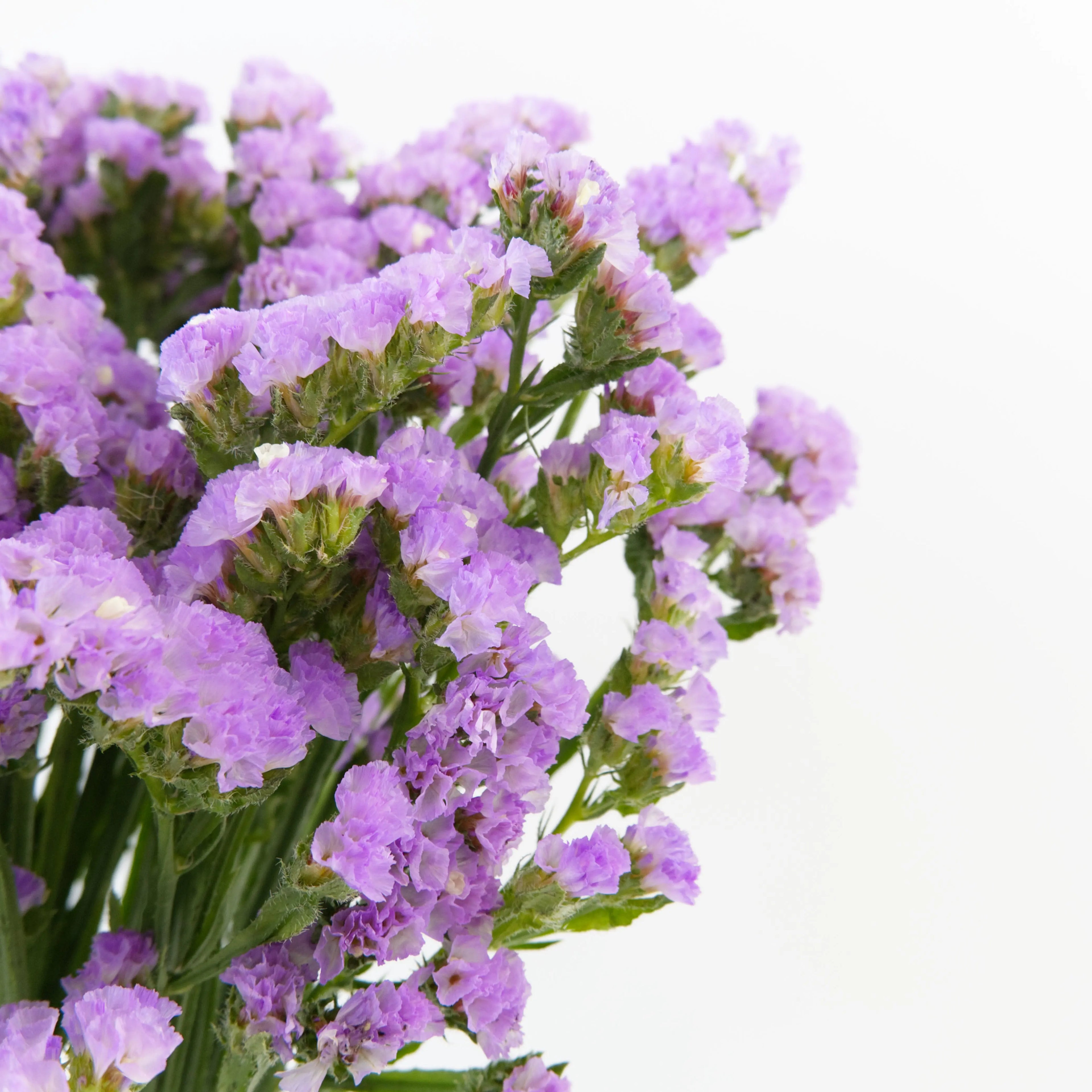 Close-up of papery lavender Statice blooms showing detailed multi-branched florets, sourced from Cameron Highlands.