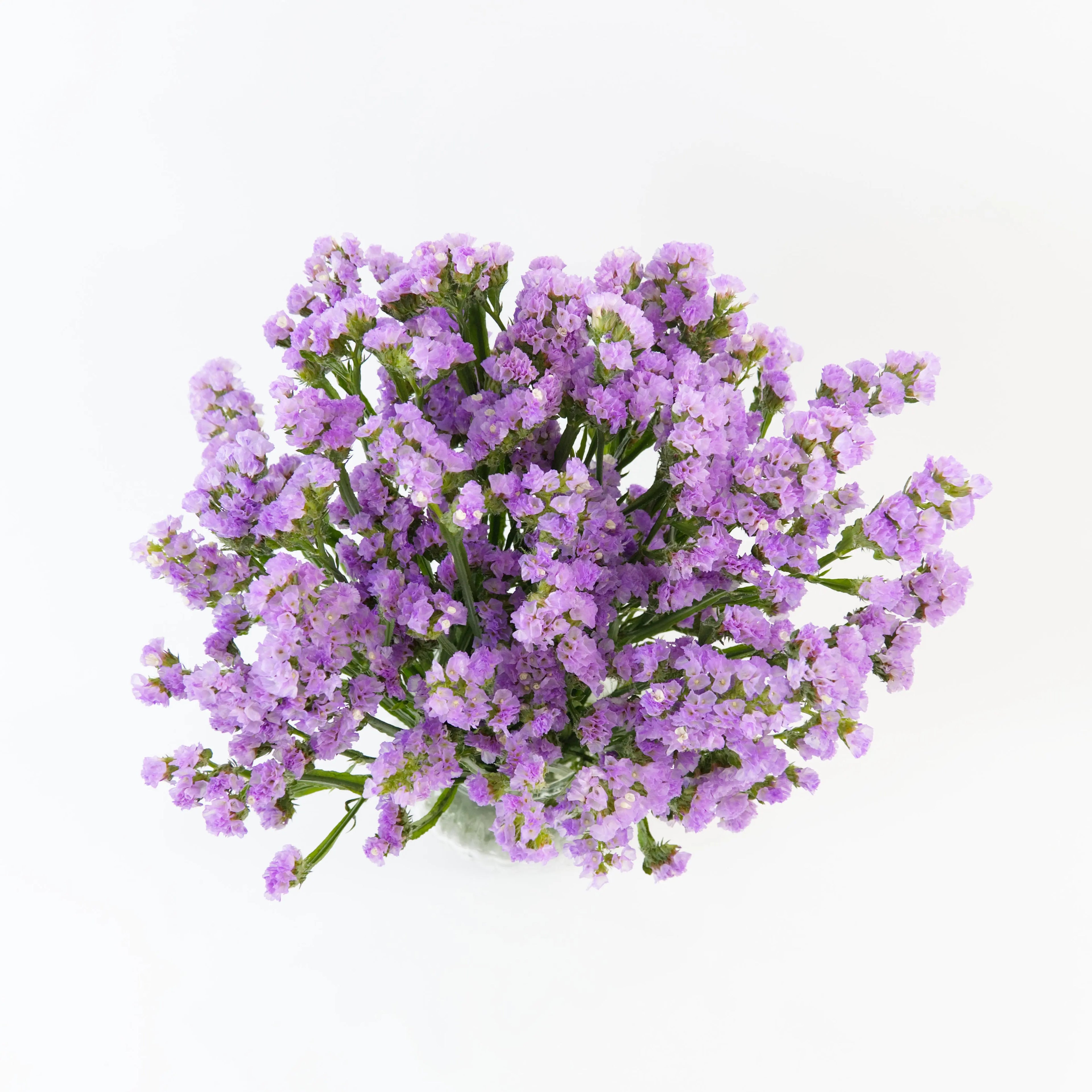 A wholesale bundle of fresh Light Purple Statice filler flowers prepared for shipment by a Malaysian supplier.