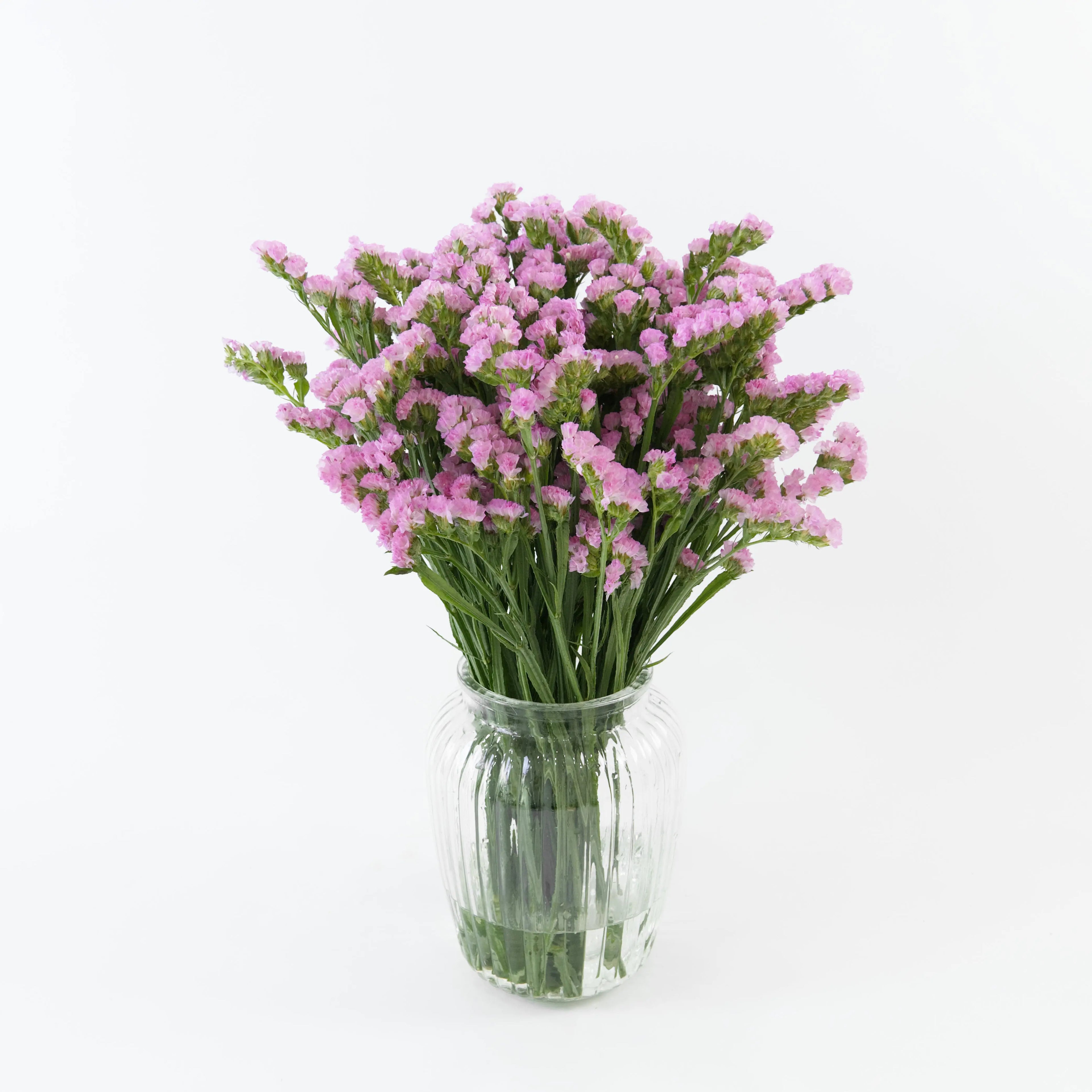 Bundles of fresh Pink Statice stored in clean water containers inside a floral cold storage room in Kuala Lumpur.