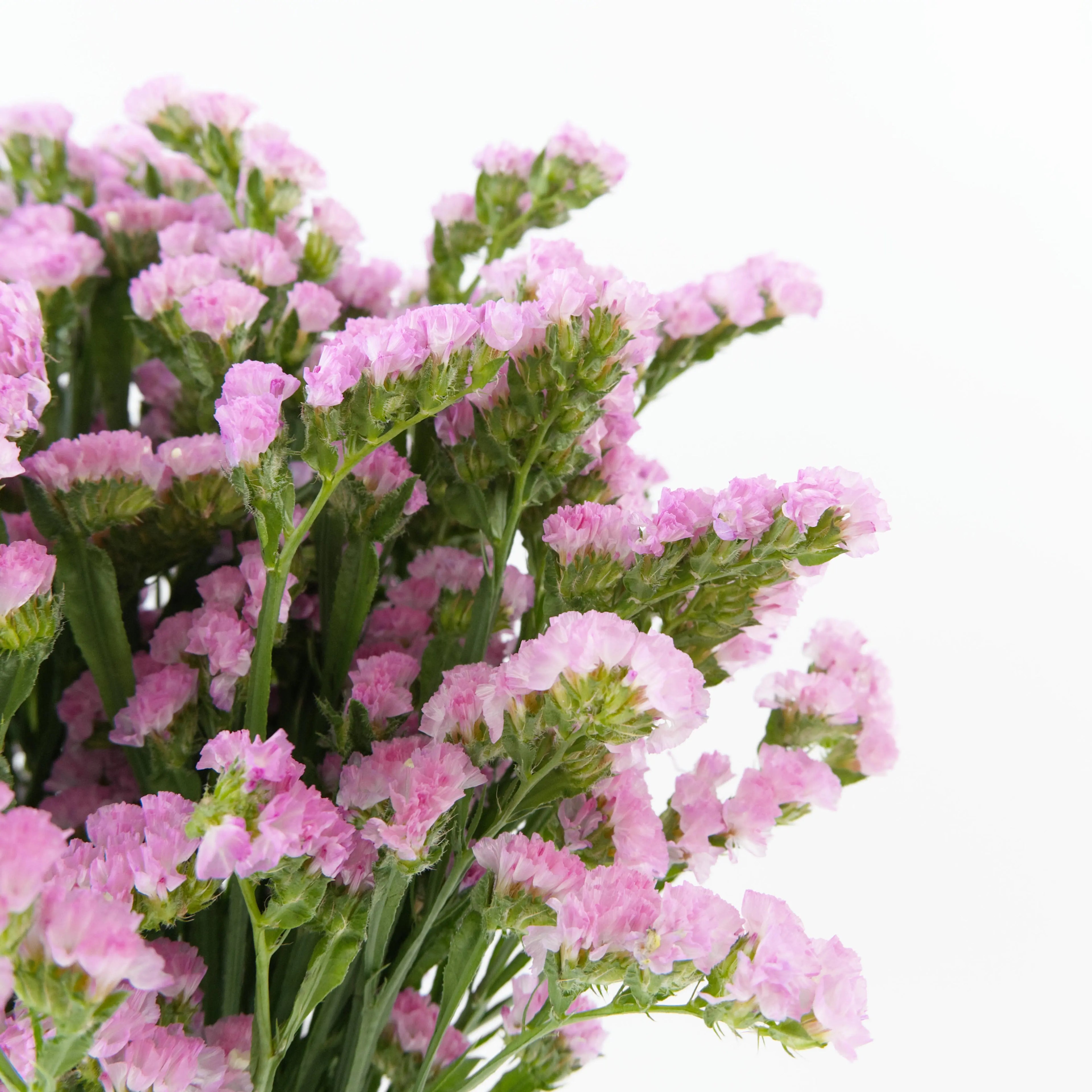 Close-up of papery pink Statice blooms showing detailed multi-branched florets, sourced from Cameron Highlands.