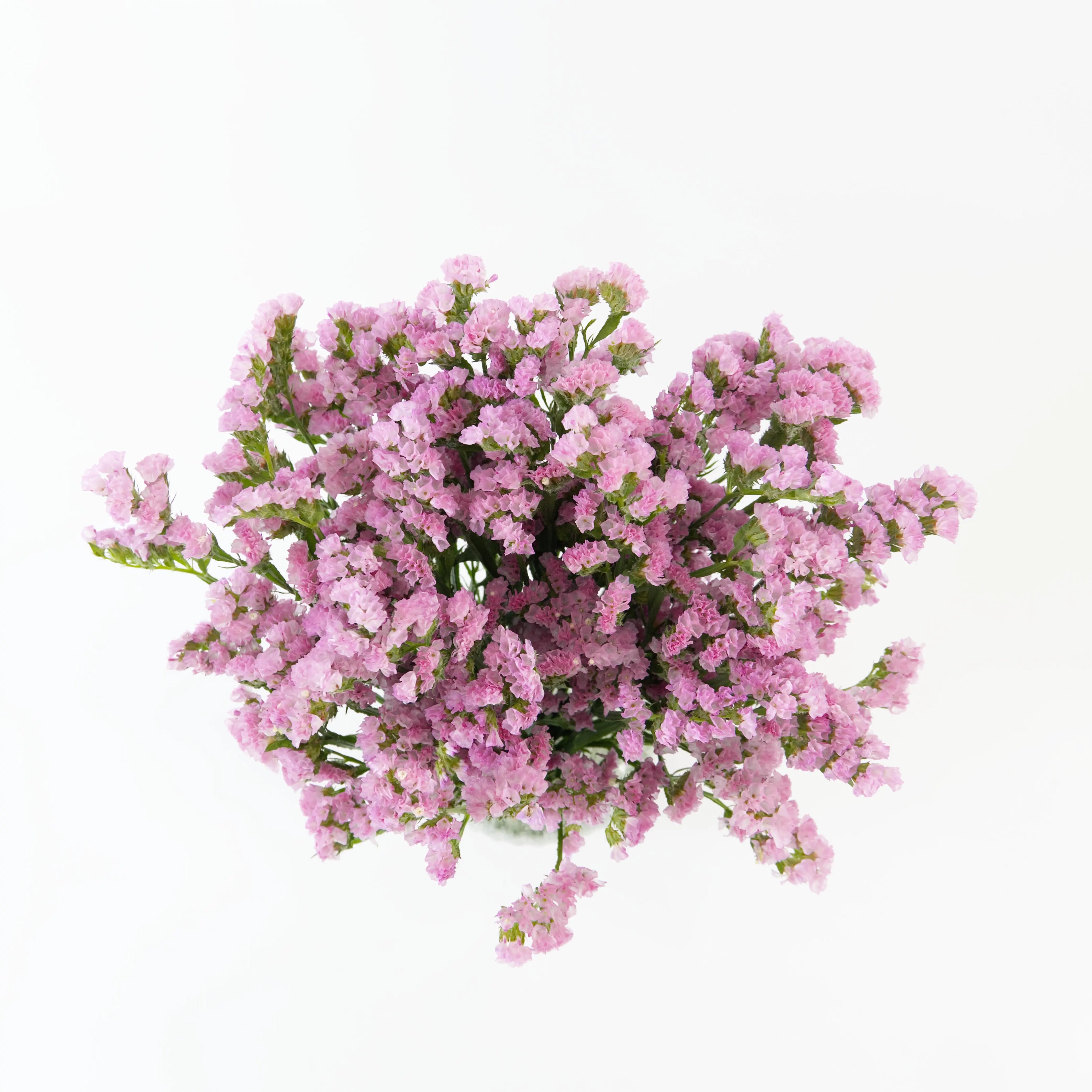 A wholesale bundle of fresh Pink Statice filler flowers prepared for shipment by a Malaysian supplier.